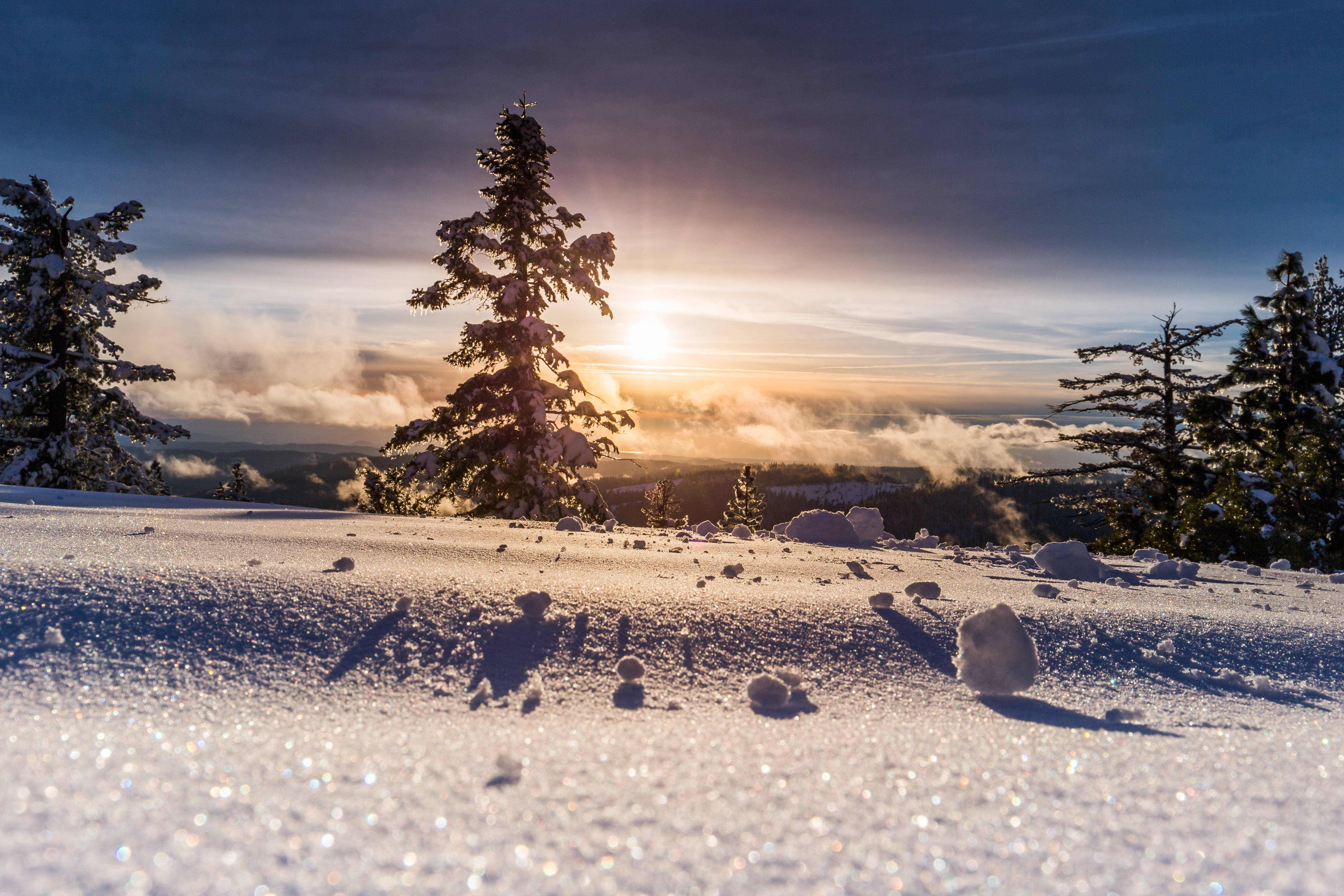 sunrise, snow-dusted pines, sparkling frosty field, 5K Desktop Wallpaper