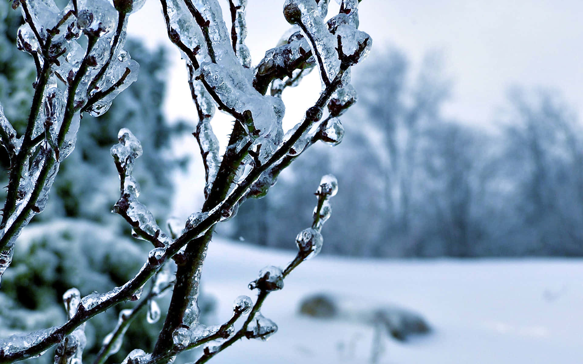 Tree Branch, Winter Wonderland, Frozen branches, Full HD Desktop Wallpaper
