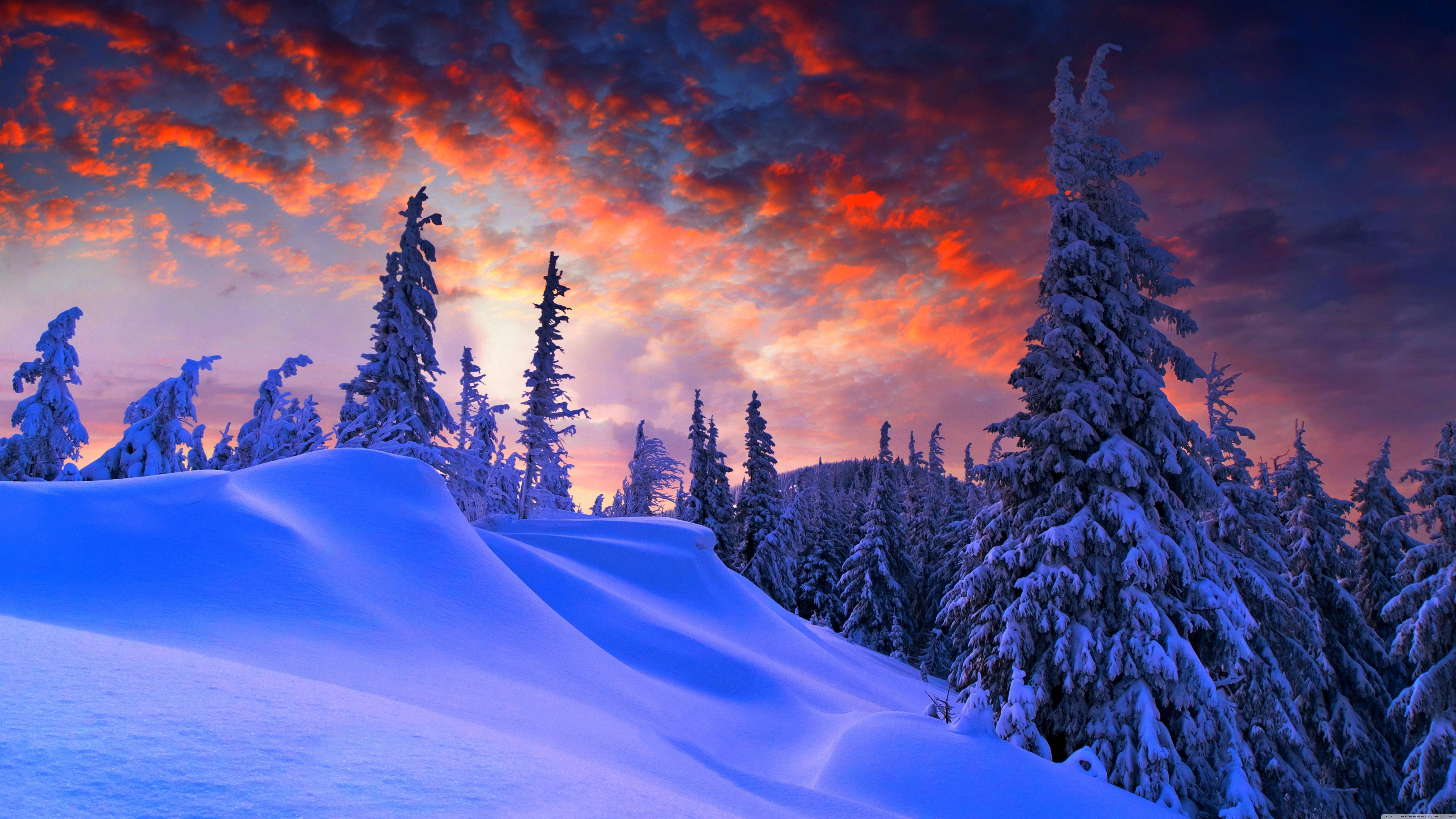 Winter, sunset, snowy pine trees, 8K Desktop Wallpaper
