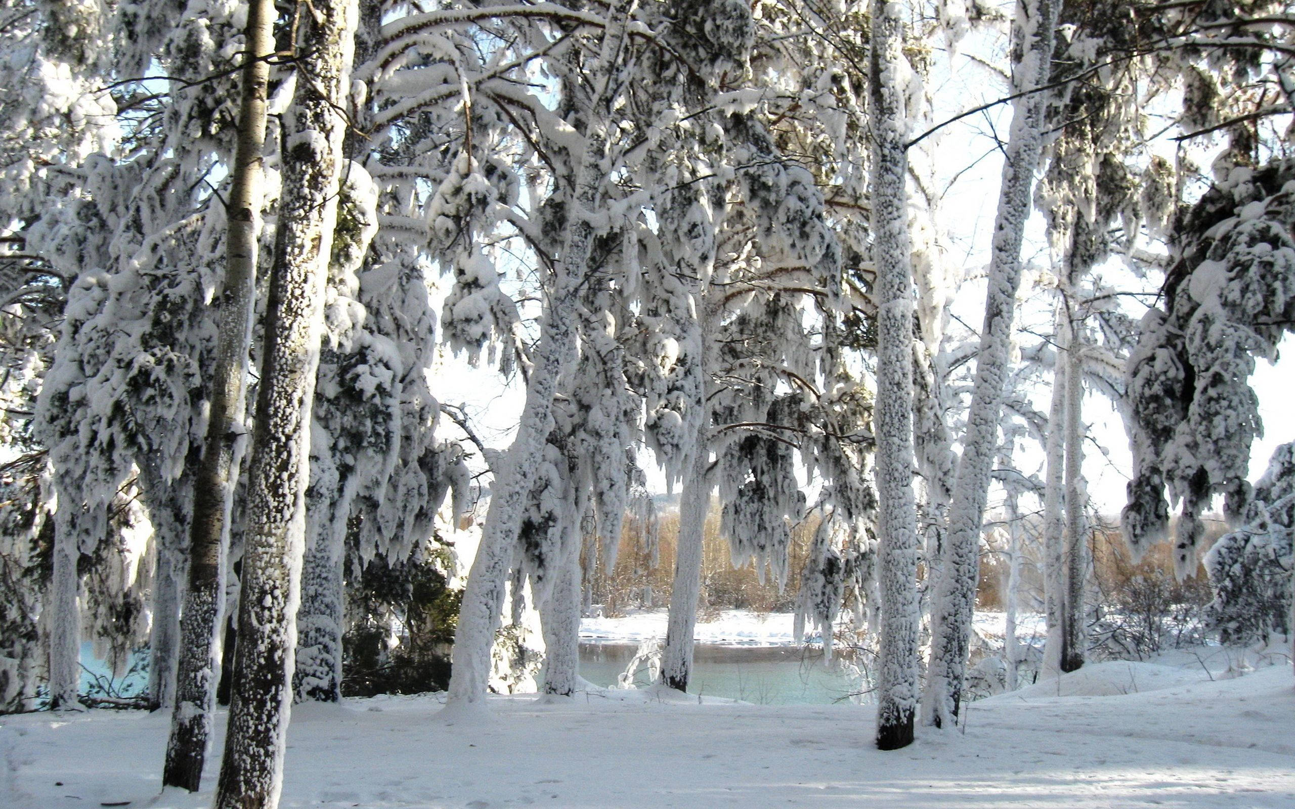 snow trees, winter forest, frozen river, 2K Desktop Wallpaper