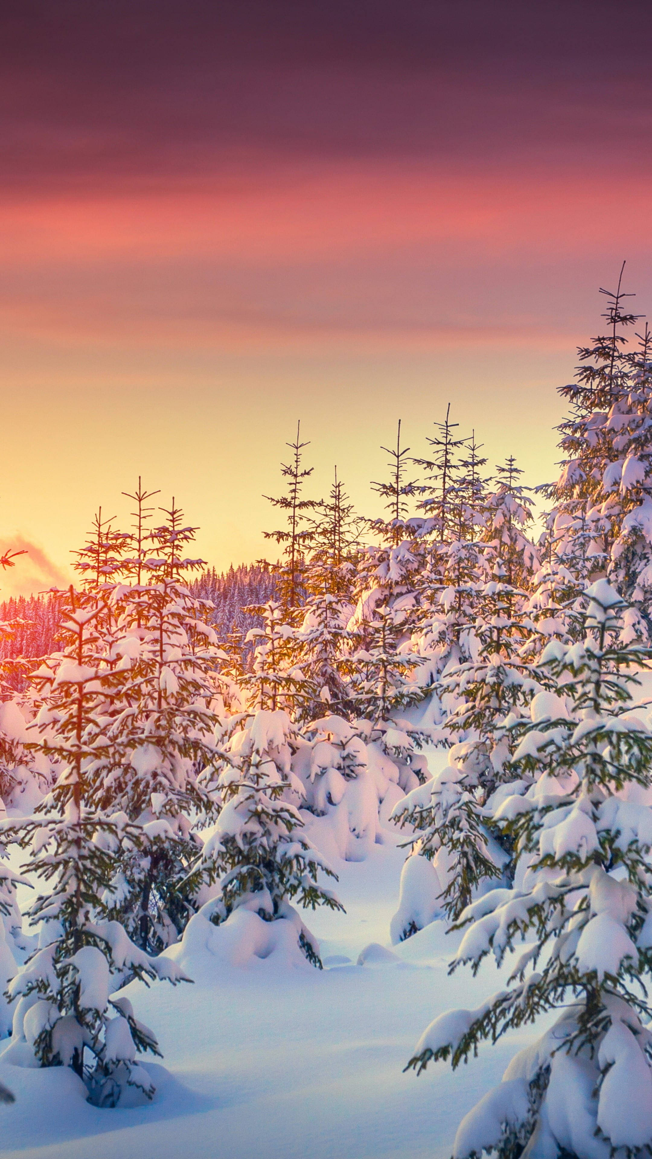 pine trees, vibrant pink and orange sunset sky, serene winter forest, 4K Phone Wallpaper