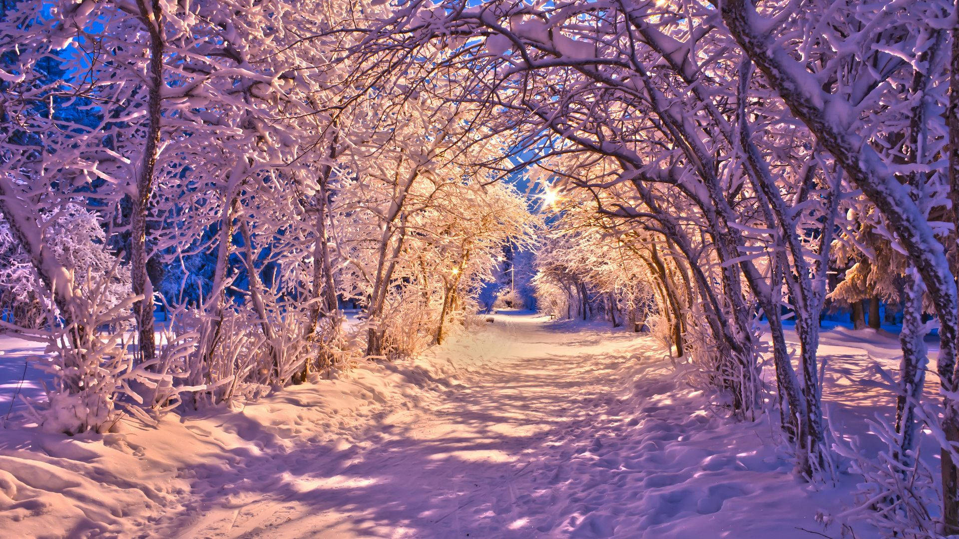 winter tunnel of trees, snow-covered forest path, warm light, Full HD Desktop Wallpaper