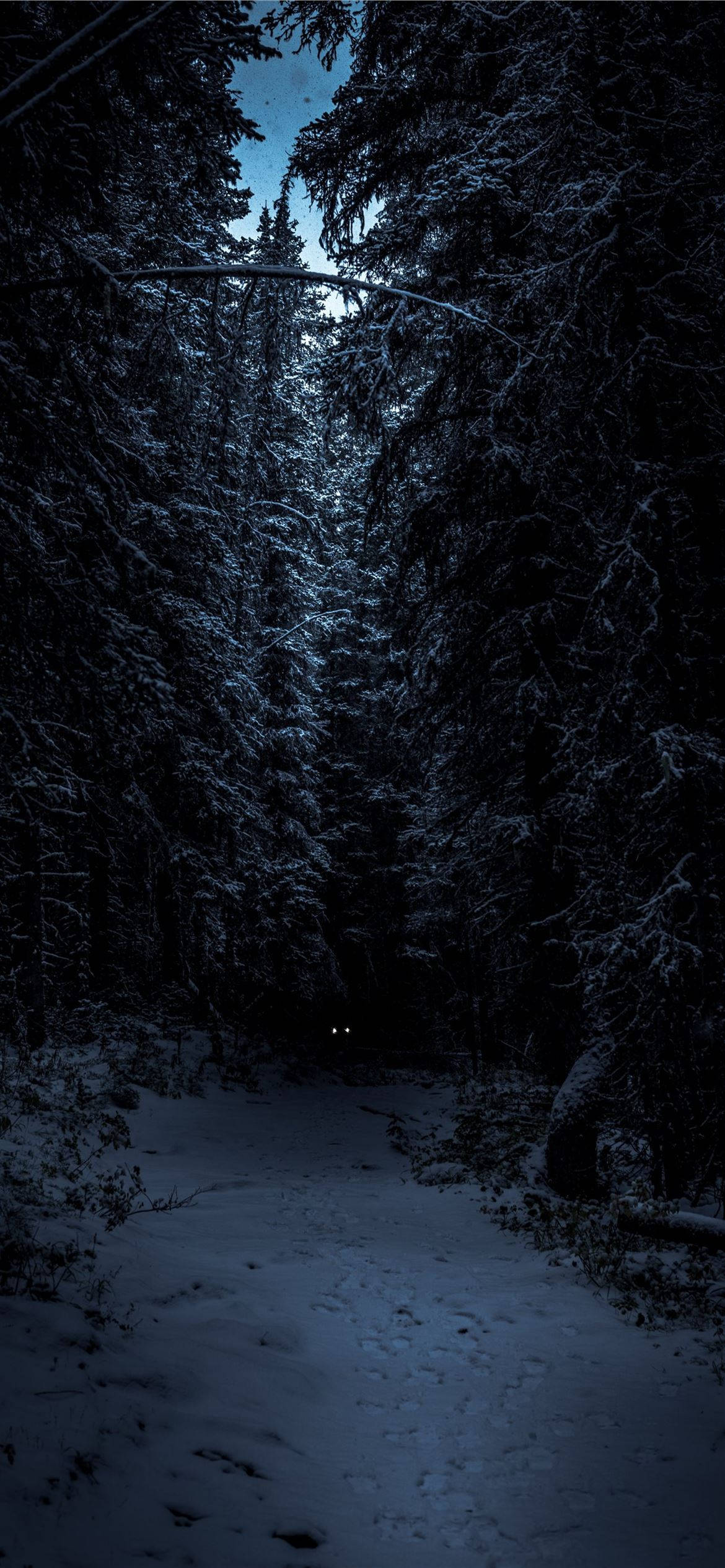 Nocturnal Dark Winter Forest, iPhone, snowy forest path, Full HD Phone Wallpaper