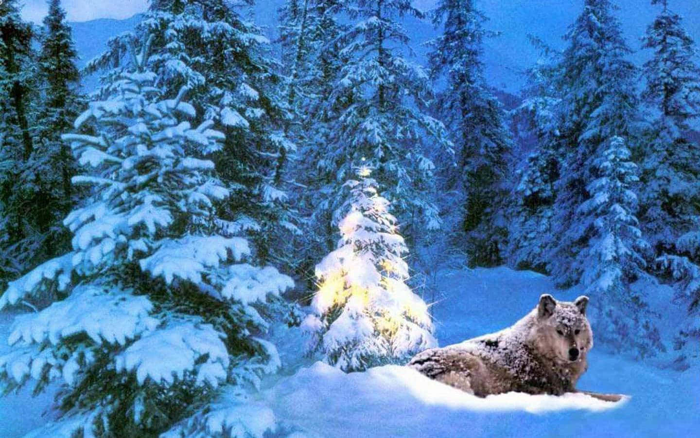 Winter, Christmas, wolf, HD Desktop Wallpaper