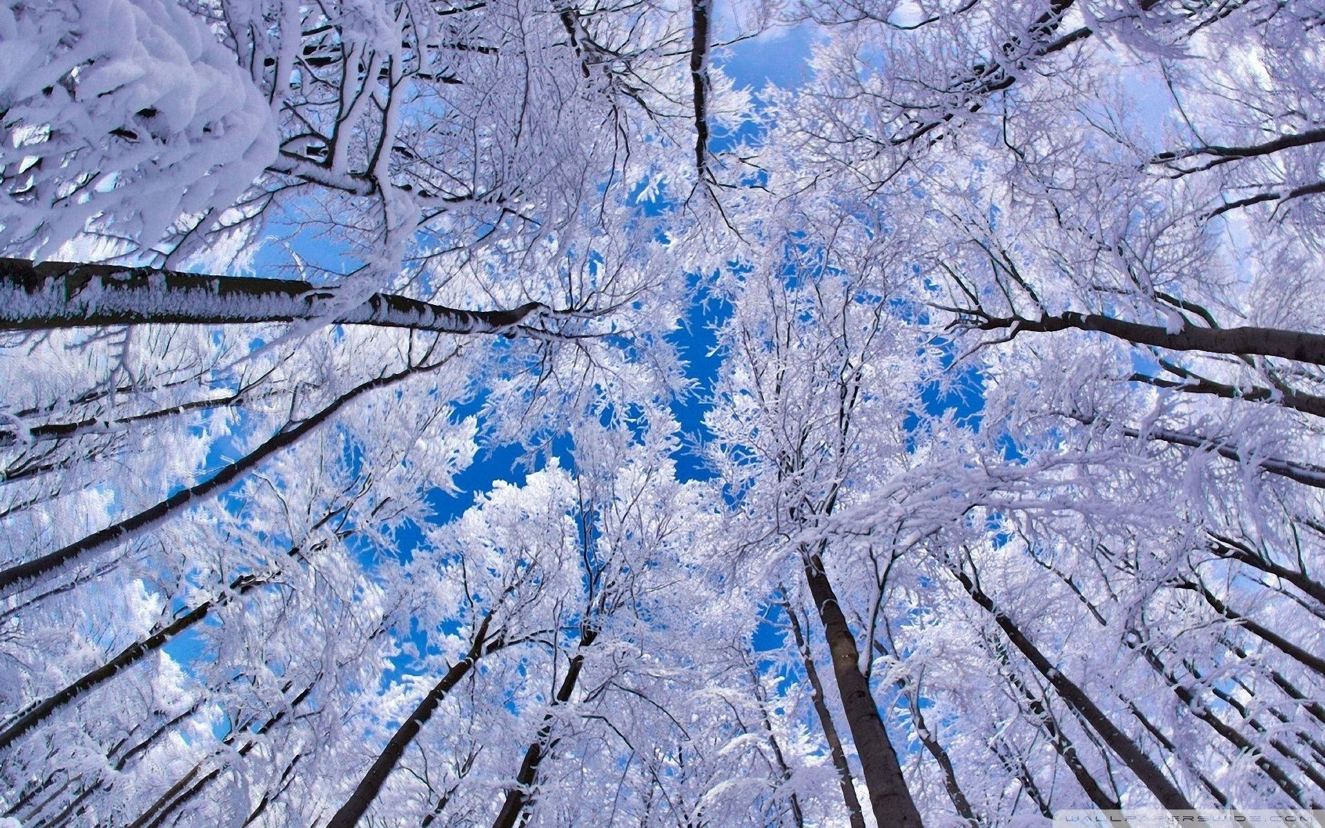 winter forest, snow-laden tree branches, vibrant blue sky, Full HD Desktop Wallpaper