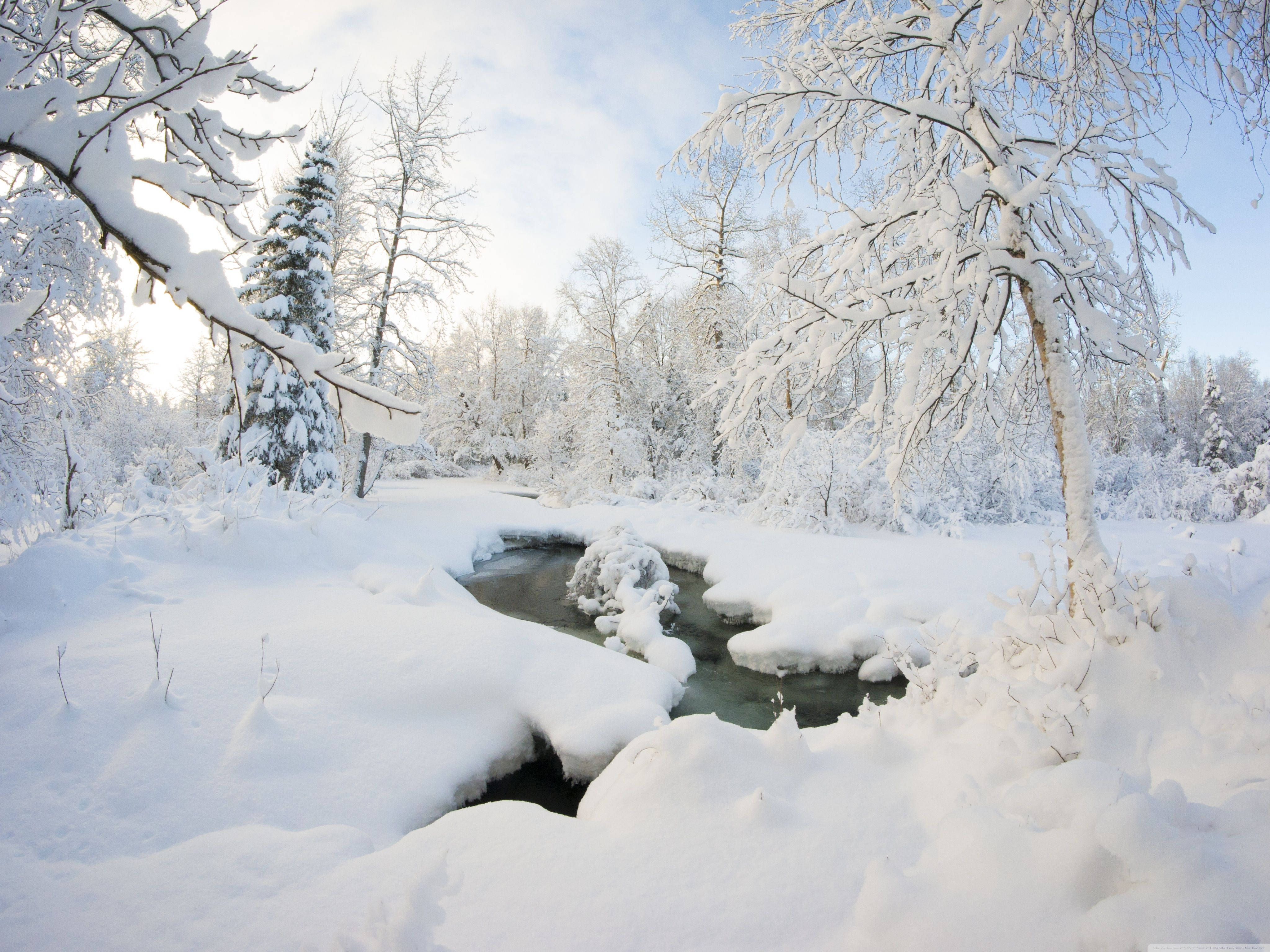 white winter landscape, winter forest, snow-laden trees, 4K Desktop Wallpaper