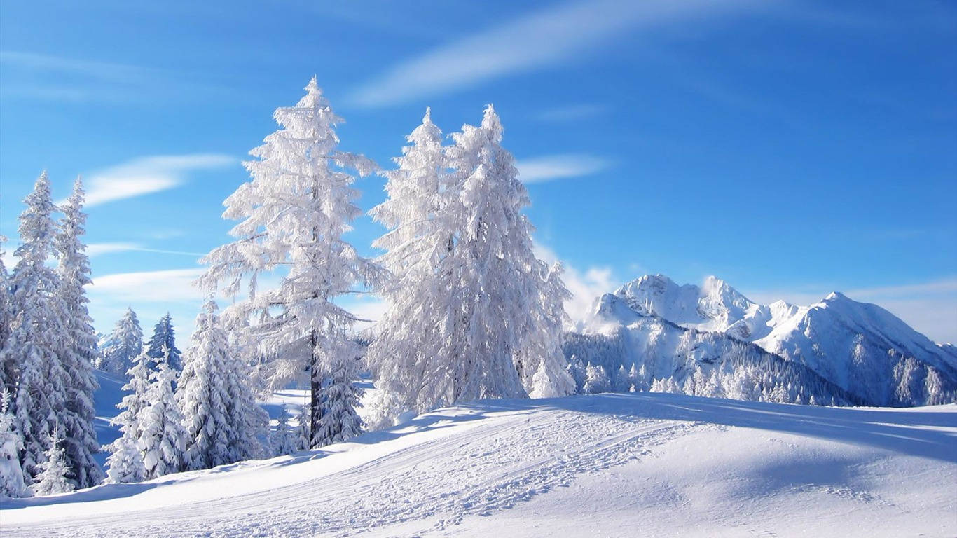 1366 x 768, Winter Forest, white trees, HD Desktop Wallpaper