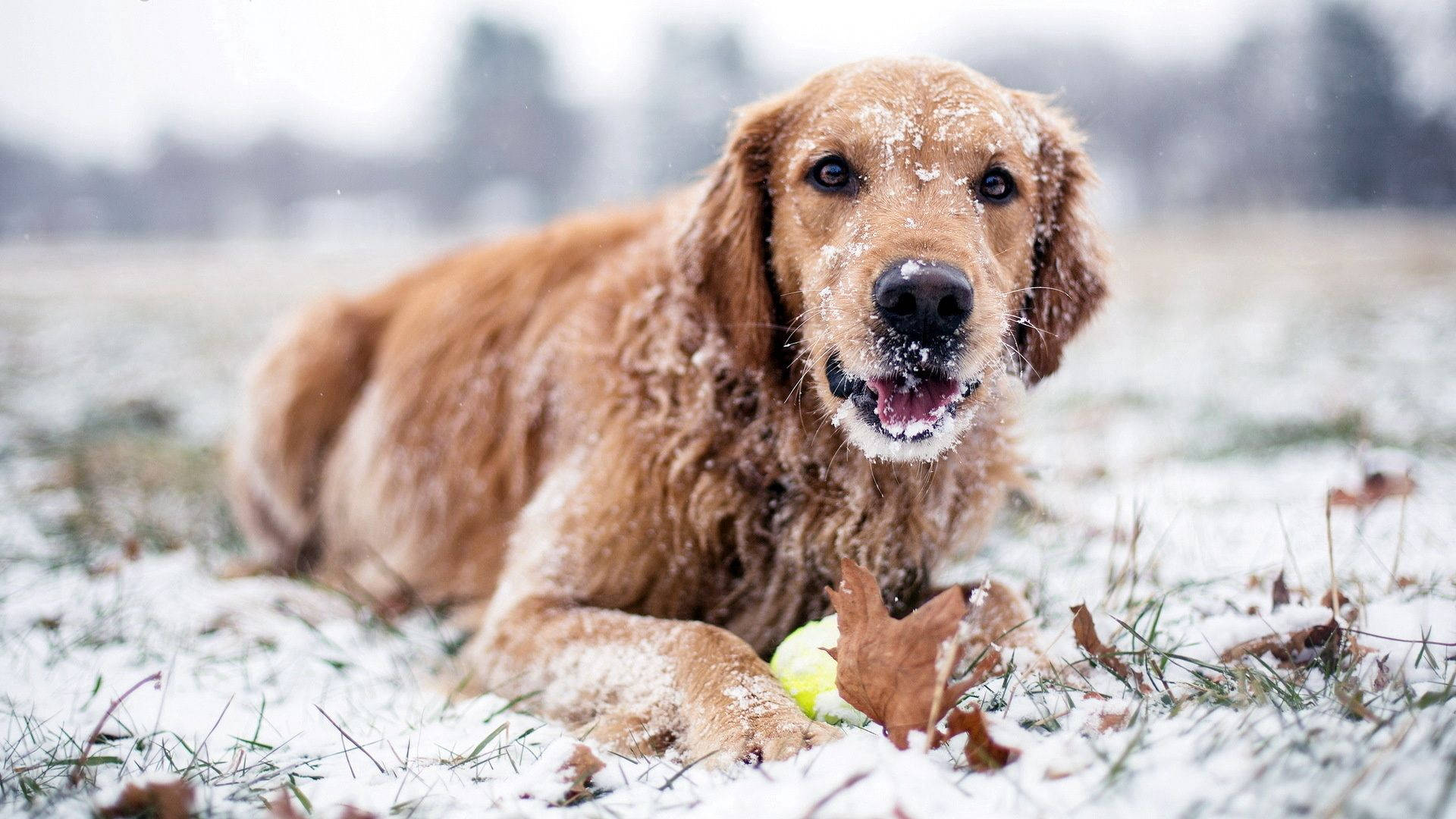 golden retriever, snowy grass, snowflakes, Full HD Desktop Wallpaper