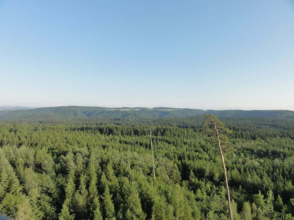 Winterthur, expansive forest view, green pine forest, SD Desktop Wallpaper