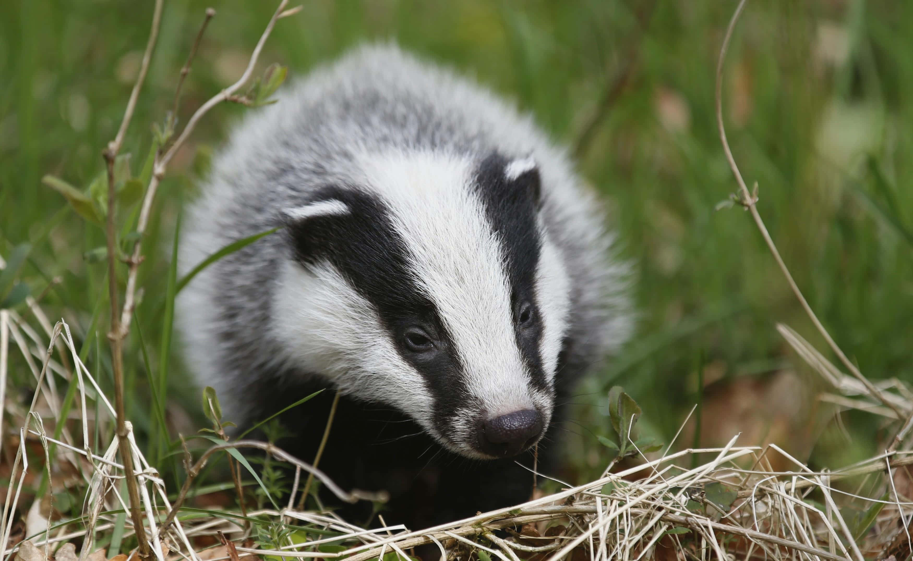 young badger, black and white markings, green grass, 2K Desktop Wallpaper