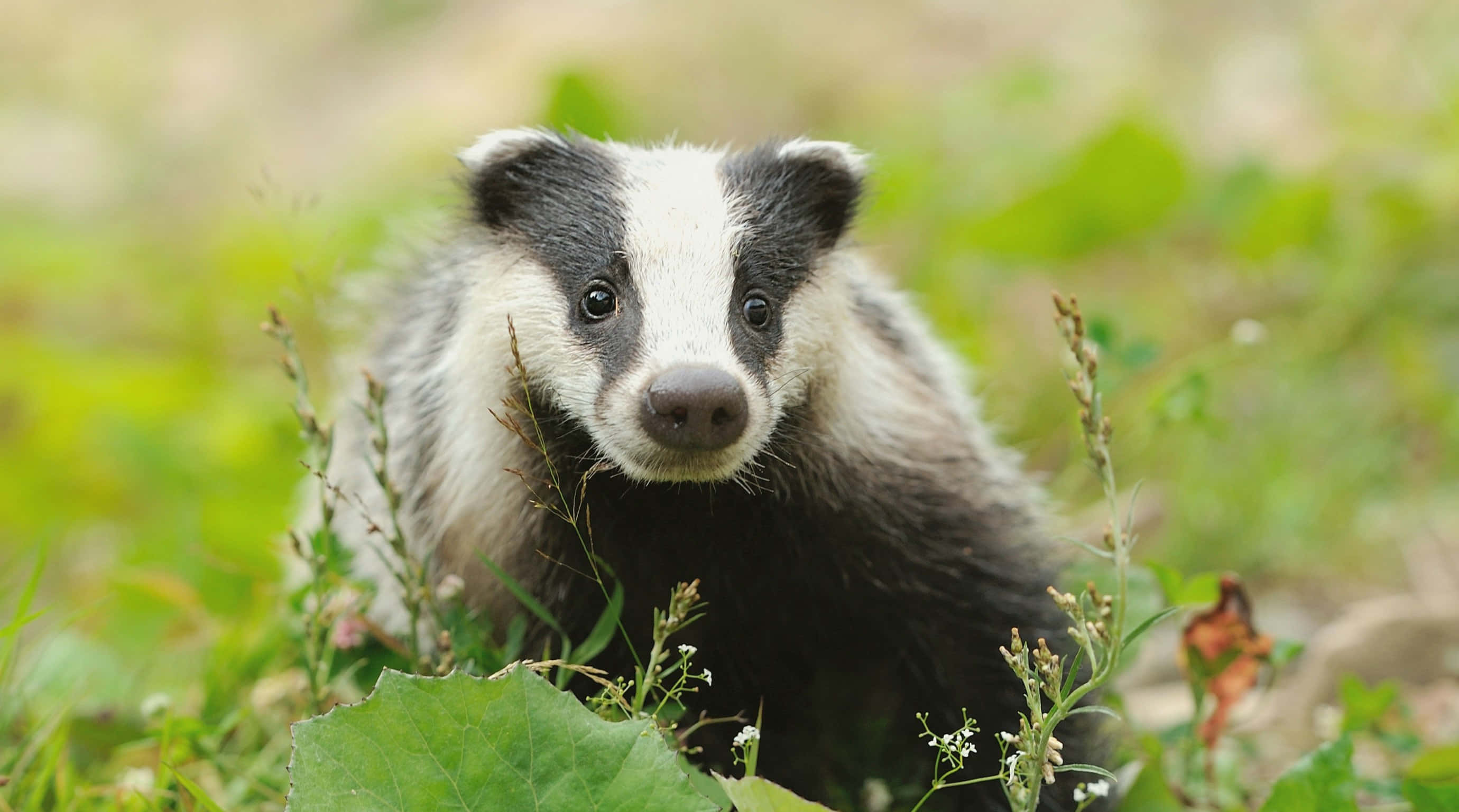 Curious Badgerin Nature.jpg, badger, white stripe, 2K Desktop Wallpaper