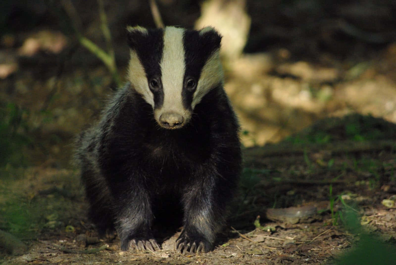 young badger, black and white markings, sunlit forest clearing, HD Desktop Wallpaper