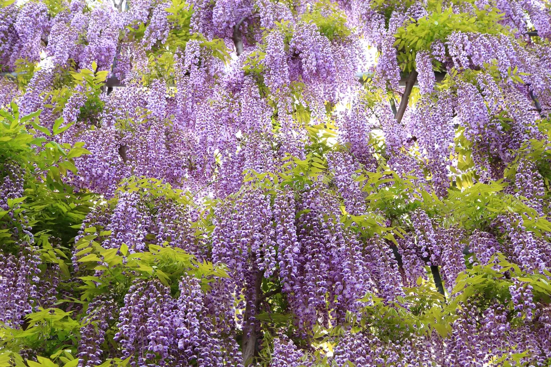 Wisteria