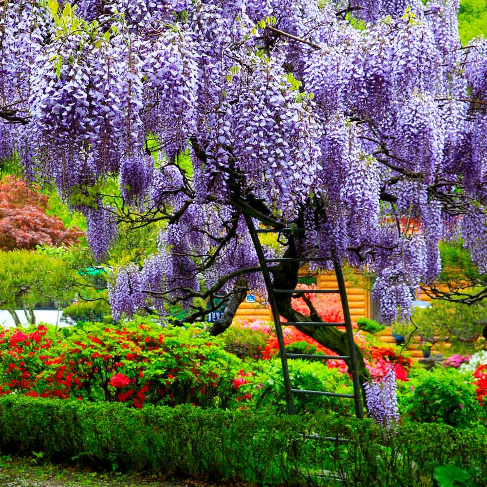 wisteria tree, cascading purple blooms, vibrant garden, SD Desktop Wallpaper