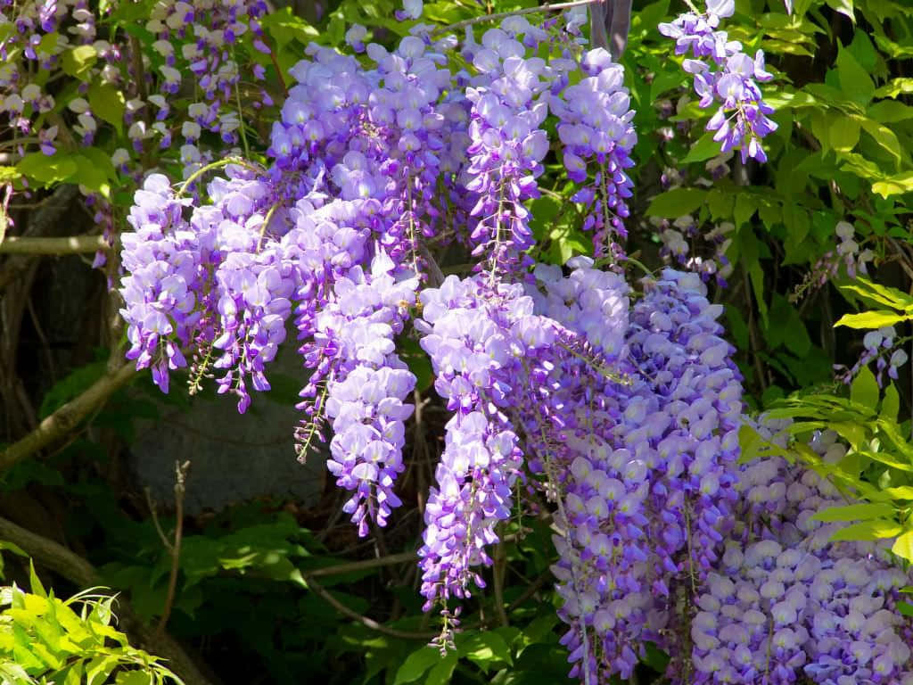 wisteria, purple, lush clusters, SD Desktop Wallpaper