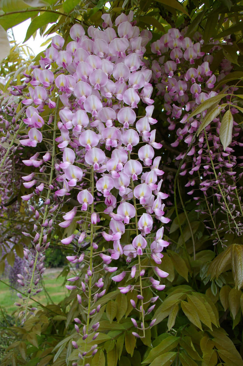 Blooming Wisteria Clusters, purple wisteria blooms, vibrant green foliage, HD Phone Wallpaper