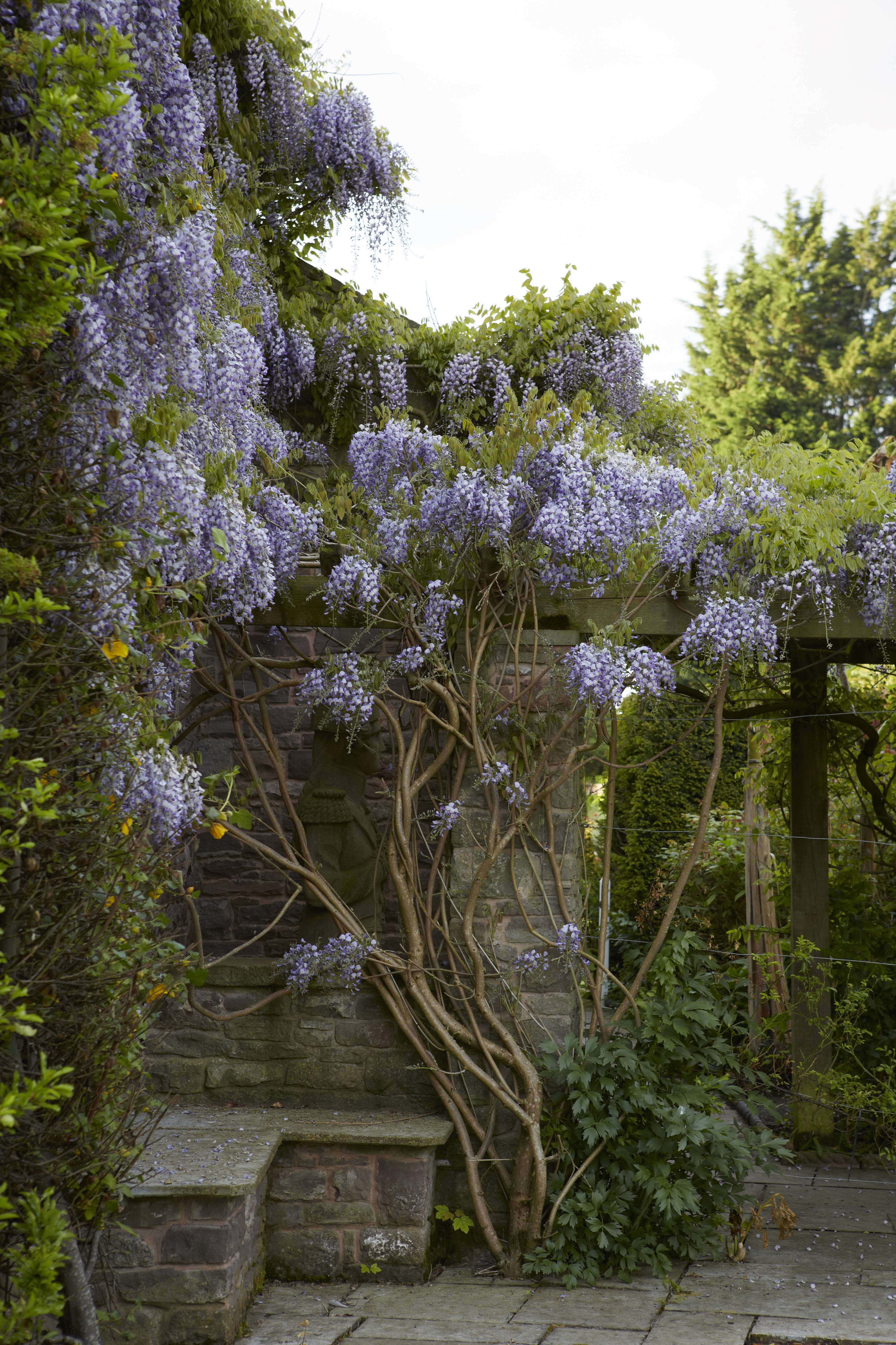 wisteria, stone wall, wooden trellis, 5K Phone Wallpaper