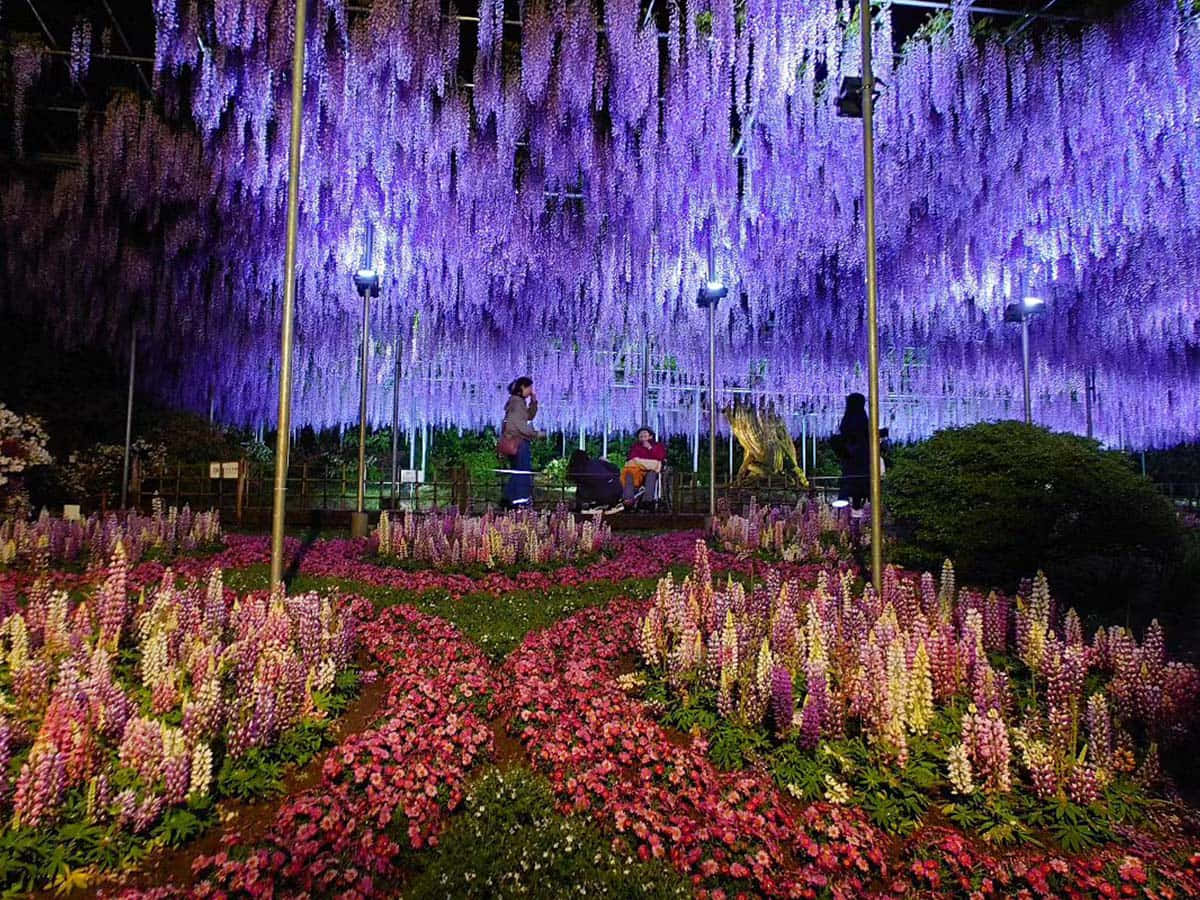 wisteria, purple wisteria, lupines, SD Desktop Wallpaper