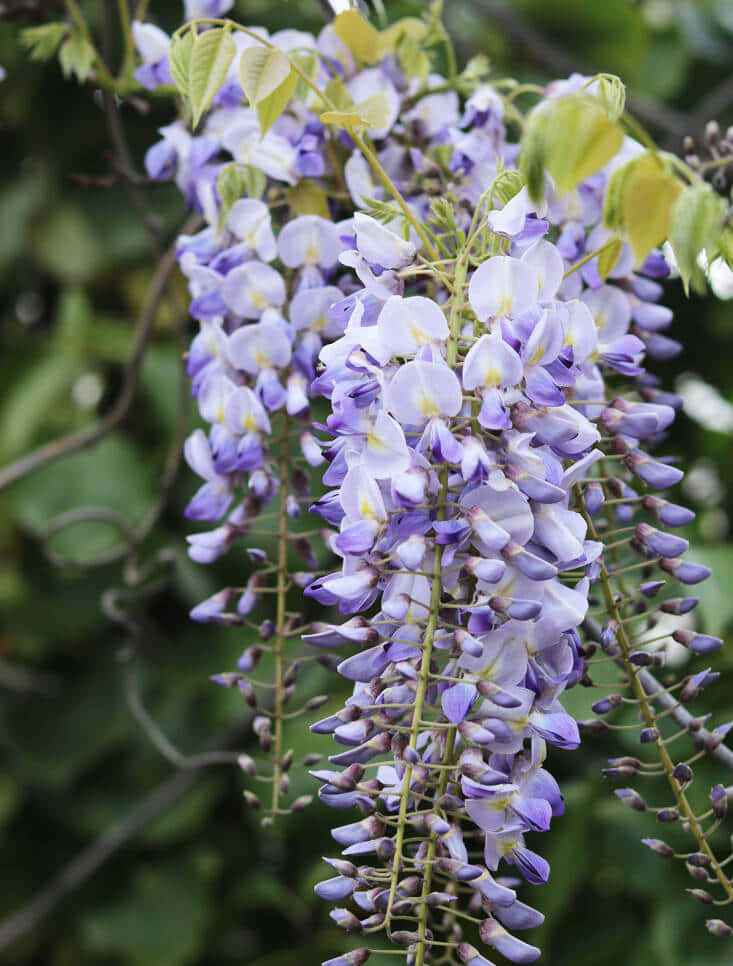 wisteria, purple wisteria flowers, green leaves, SD Phone Wallpaper