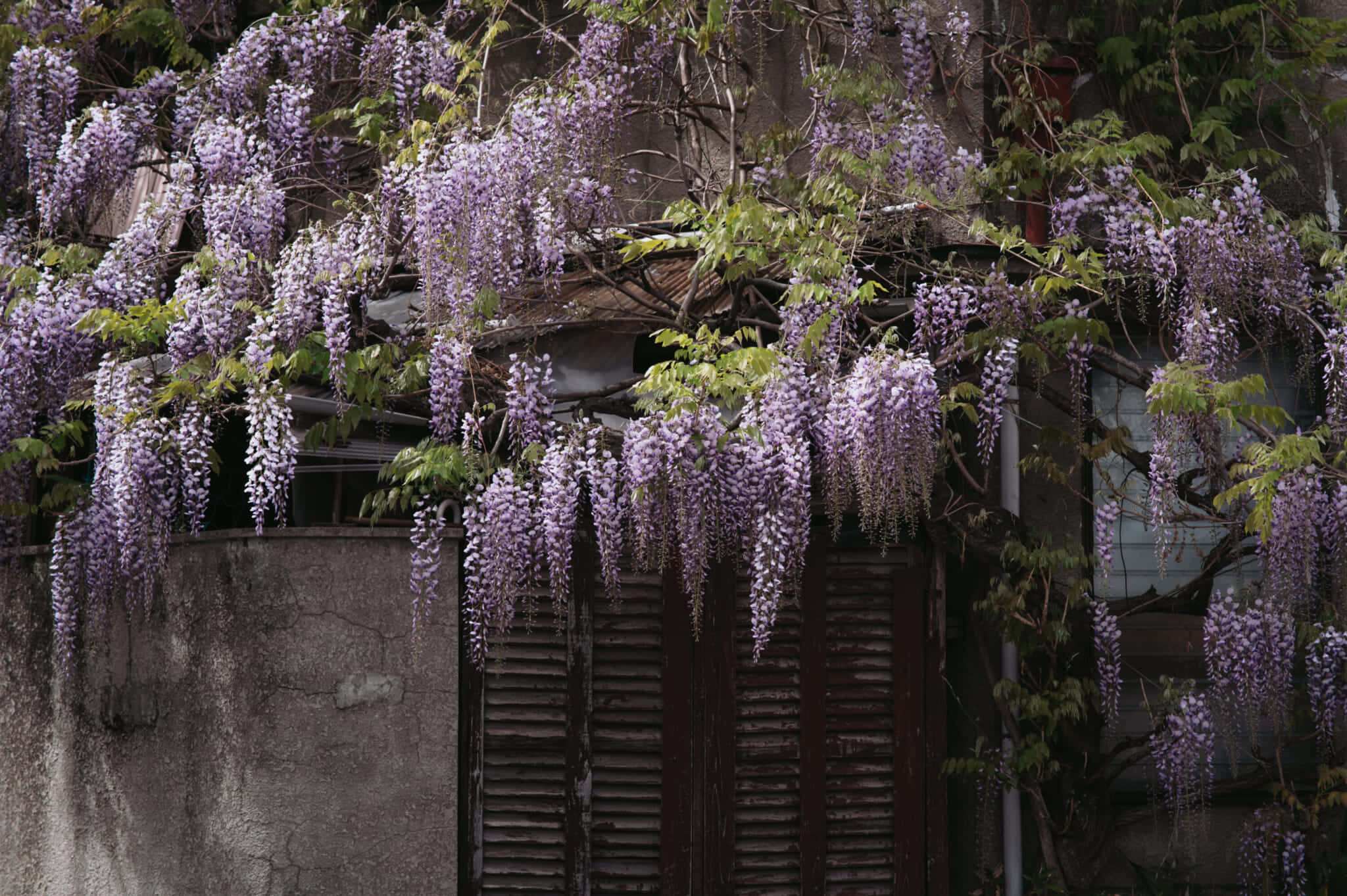 wisteria, old building, purple wisteria blooms, Full HD Desktop Wallpaper
