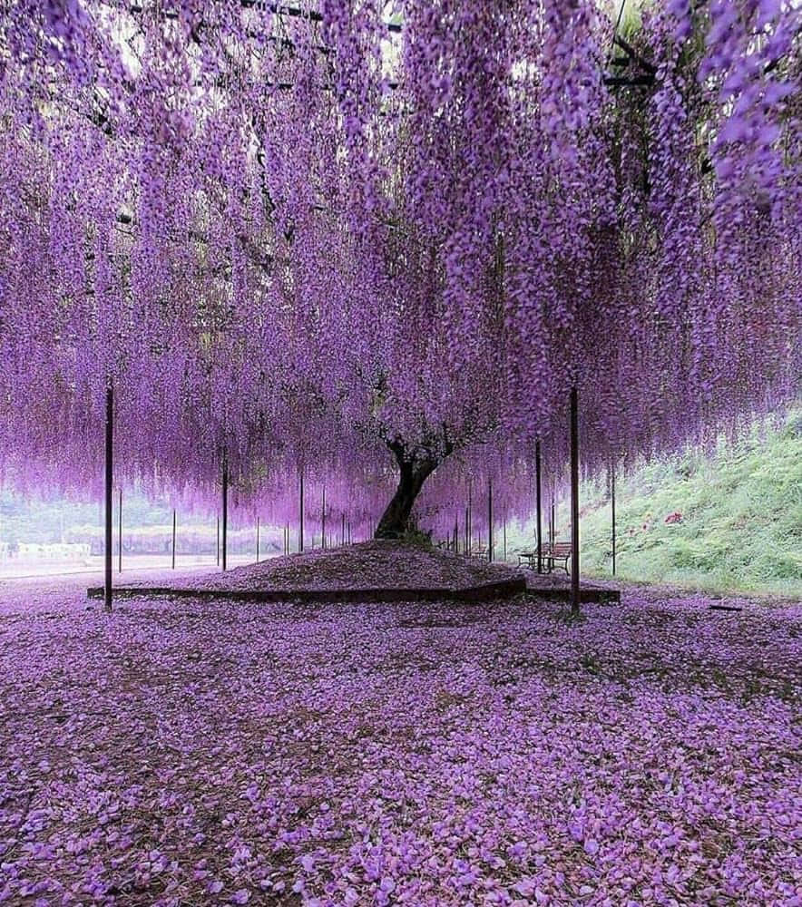 wisteria tree, cascading purple blooms, carpet of fallen petals, SD Phone Wallpaper