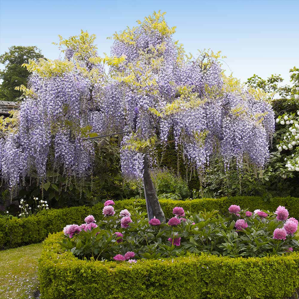 wisteria tree, cascading purple blooms, golden leaves, SD Desktop Wallpaper