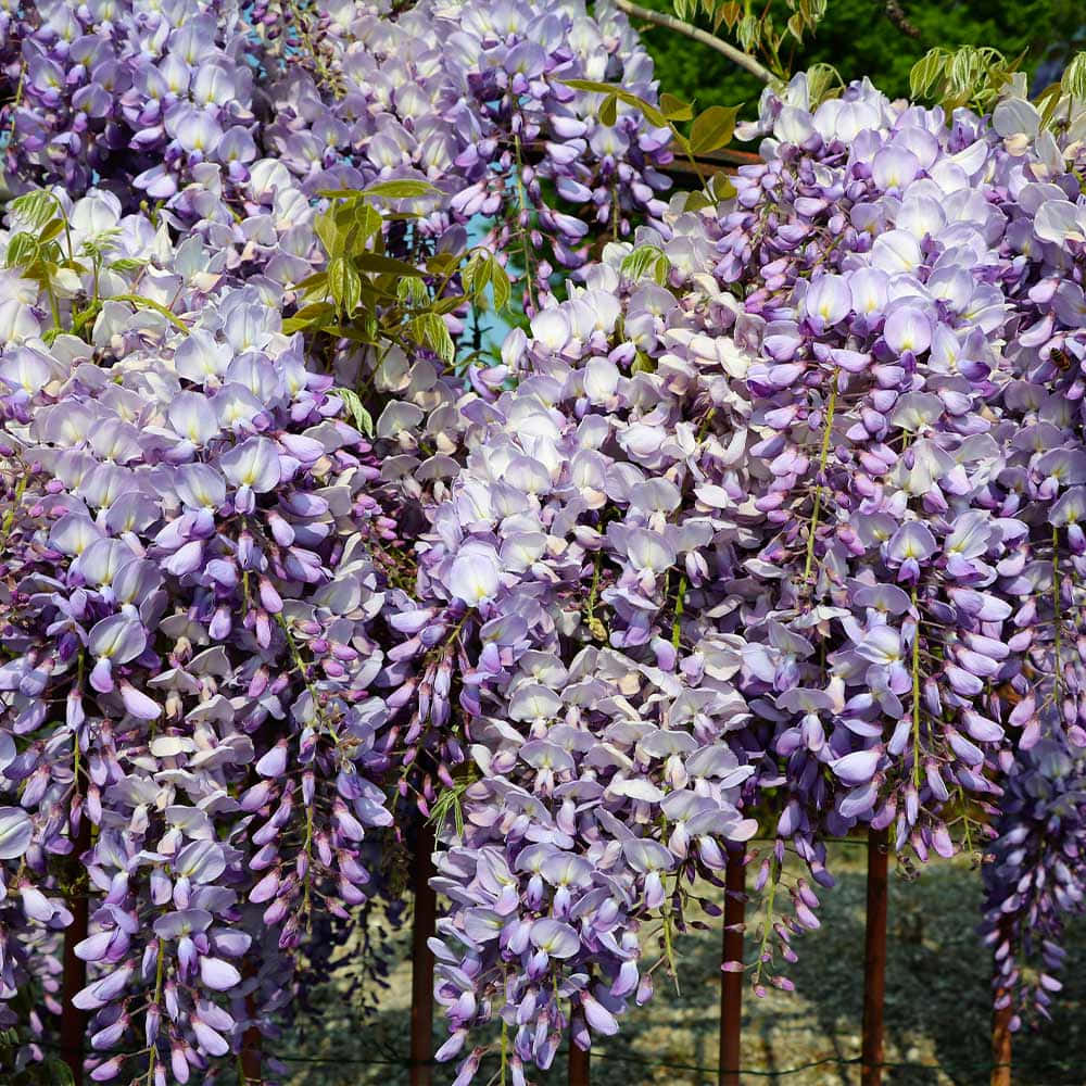 wisteria, purple, green leaves, SD Desktop Wallpaper