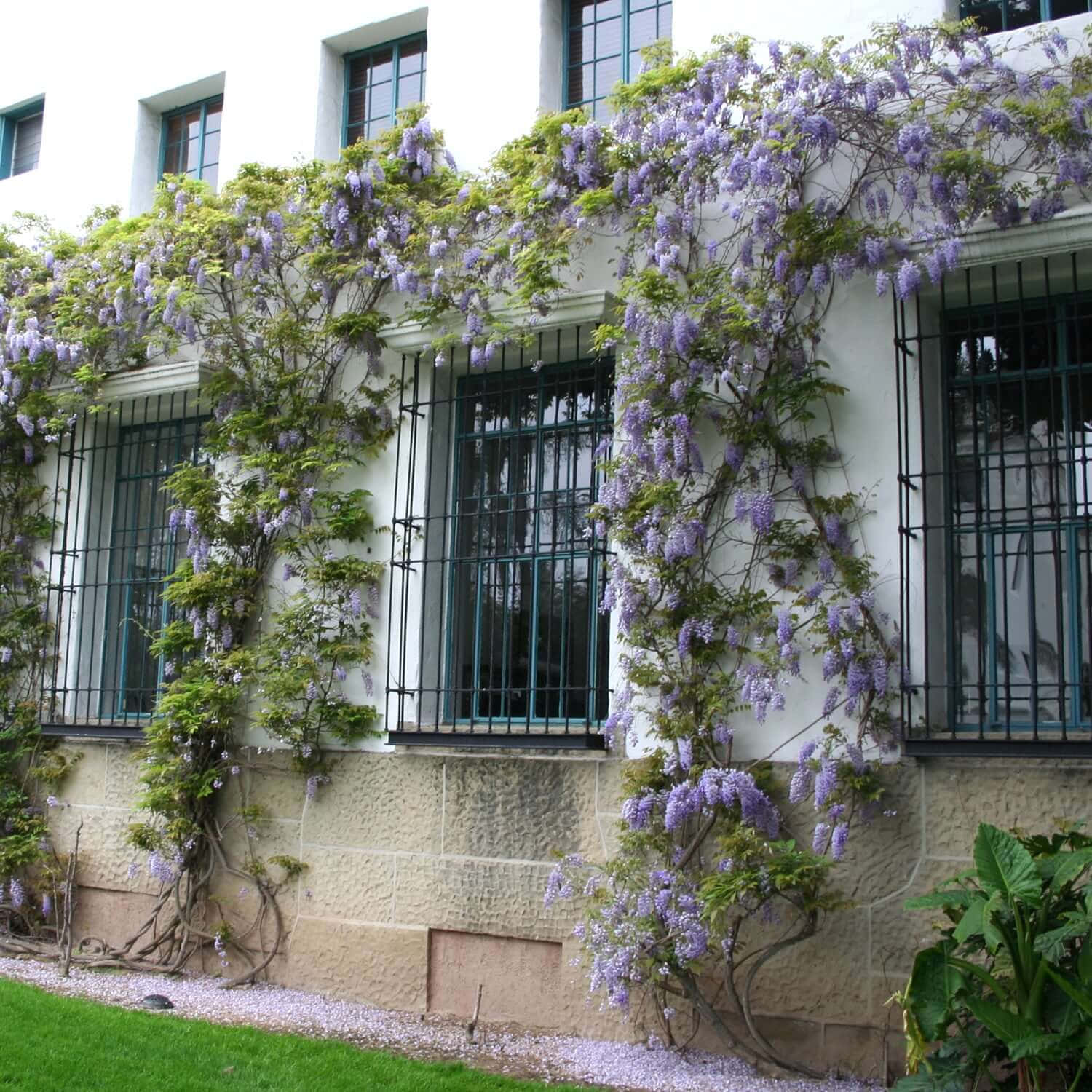 Wisteria, white building, green window grilles, HD Desktop Wallpaper