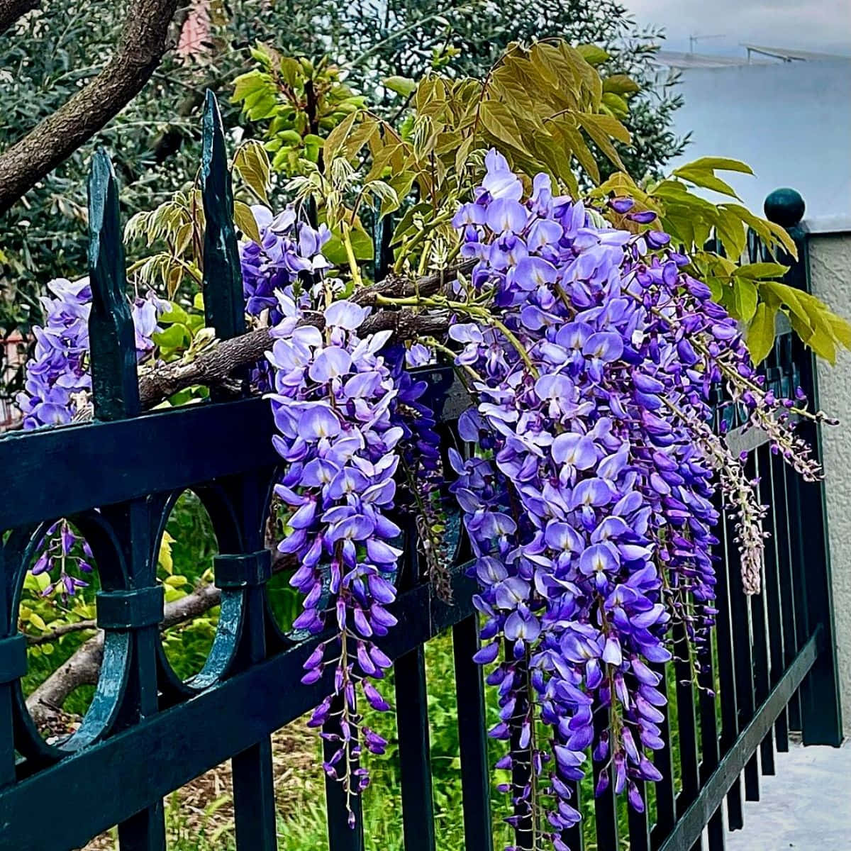 wisteria, dark green metal fence, vibrant purple wisteria blooms, SD Desktop Wallpaper
