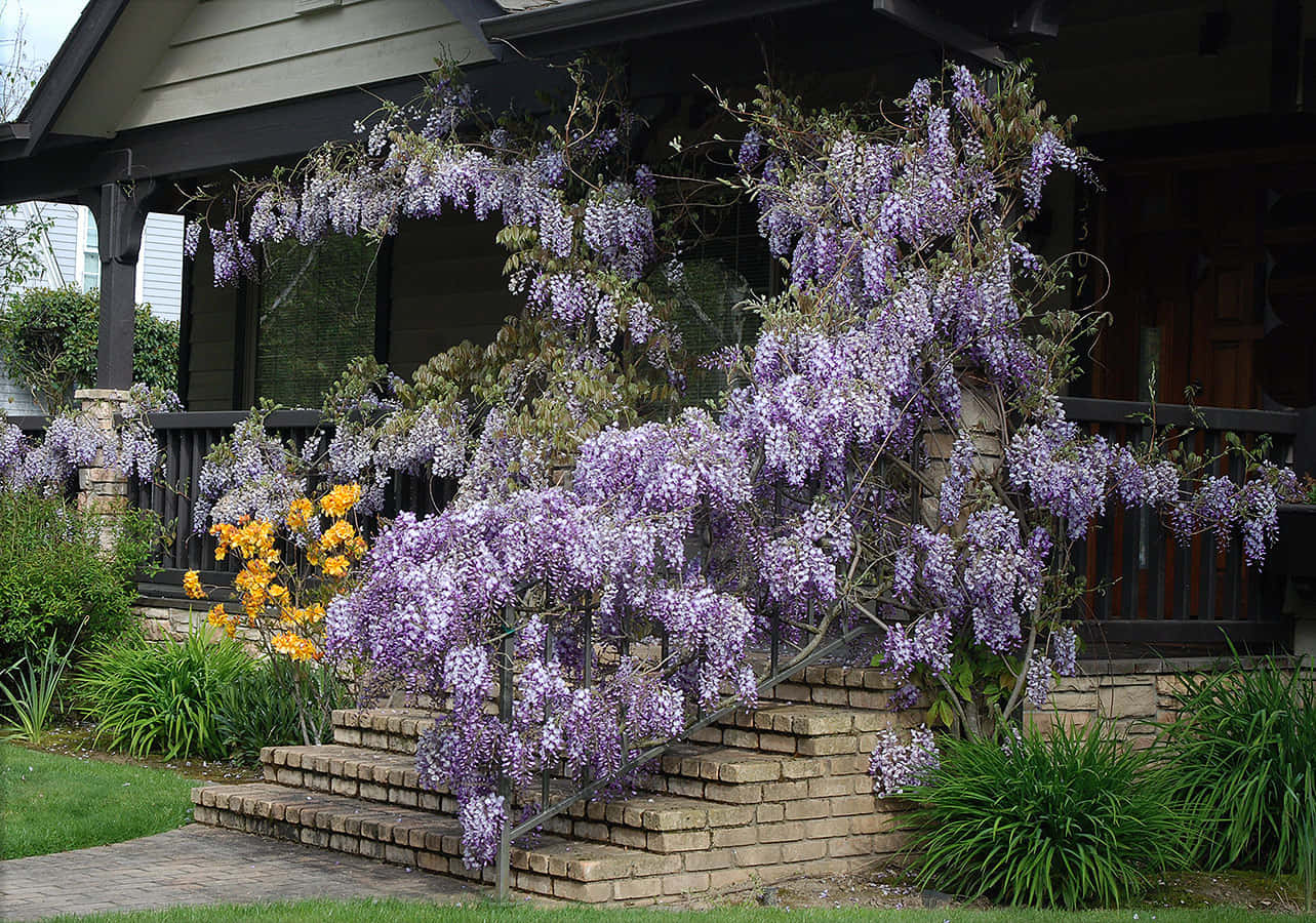 Wisteria, porch stairs, stone steps, HD Desktop Wallpaper