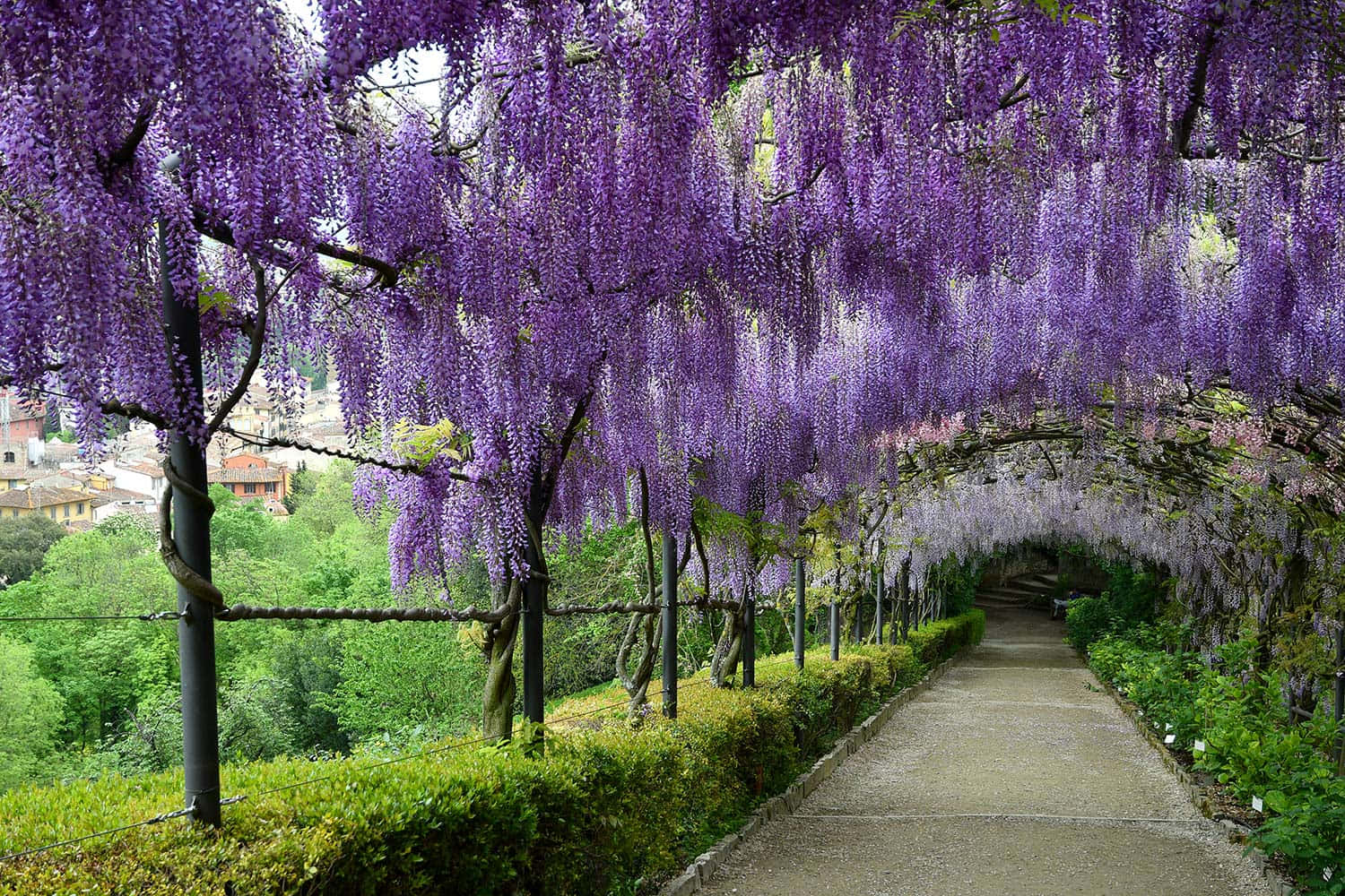 wisteria tunnel, blooming path, cascading purple wisteria flowers, HD Desktop Wallpaper
