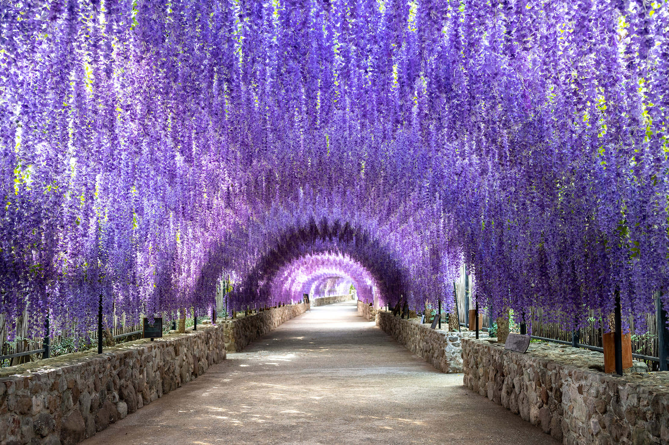 wisteria tunnel path, cascading purple wisteria flowers, sunlit pathway, Full HD Desktop Wallpaper