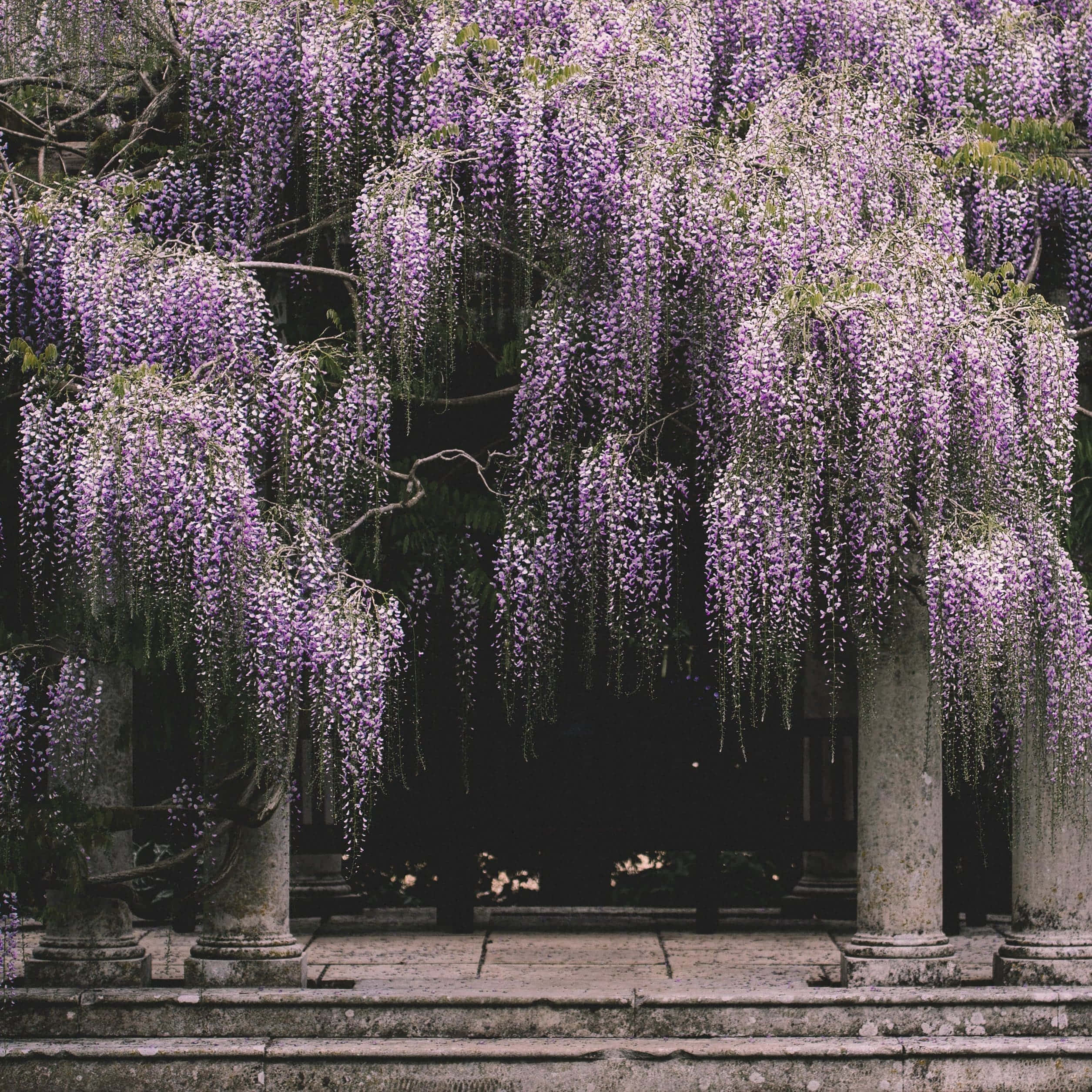 wisteria, purple wisteria, ancient stone columns, Full HD Desktop Wallpaper