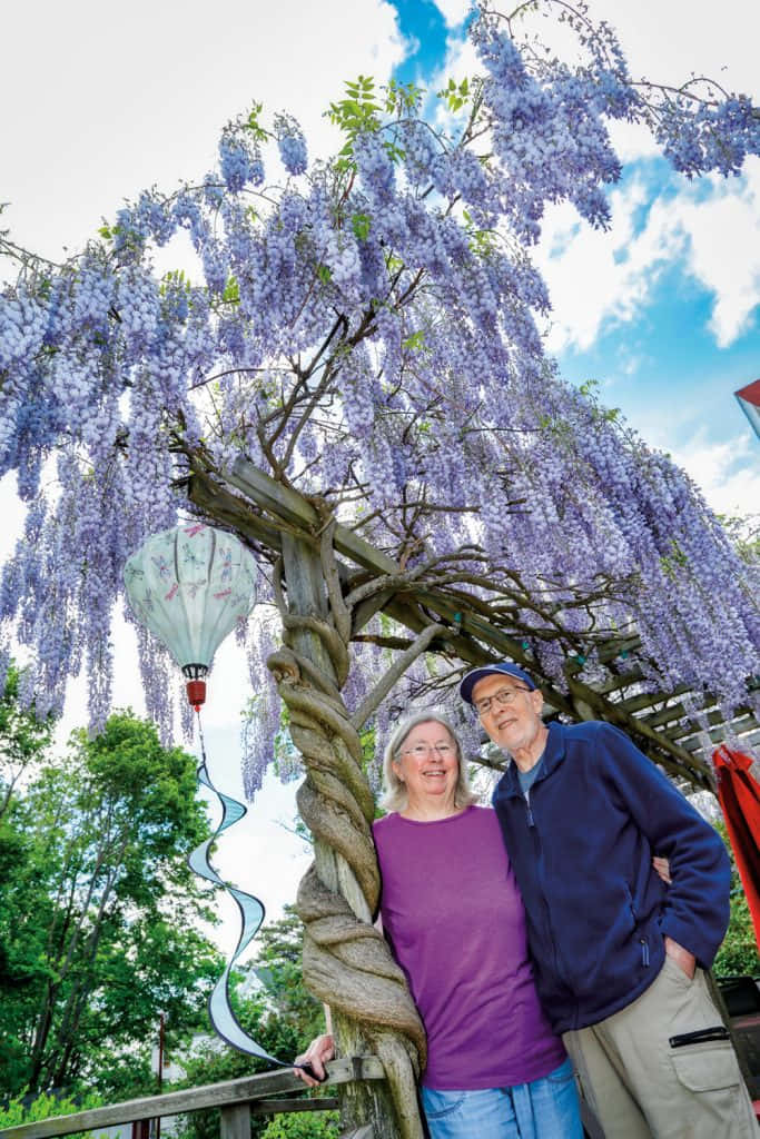wisteria tree, purple blossoms, bright blue sky, SD Phone Wallpaper