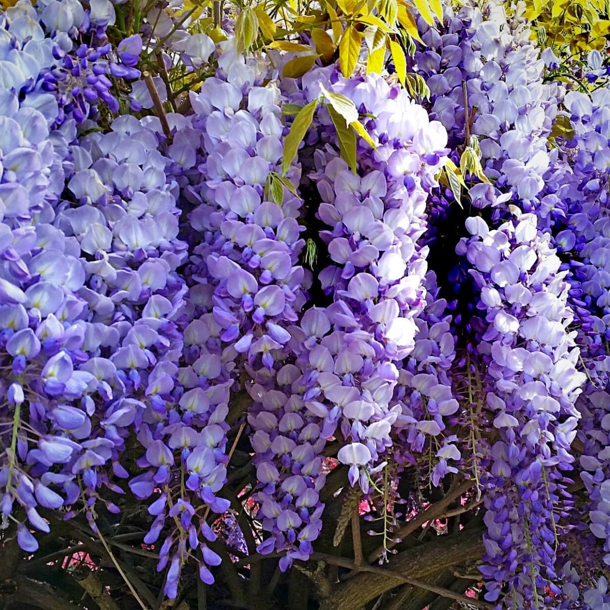vibrant purple wisteria blooms, golden green leaves, dark branches, SD Desktop Wallpaper