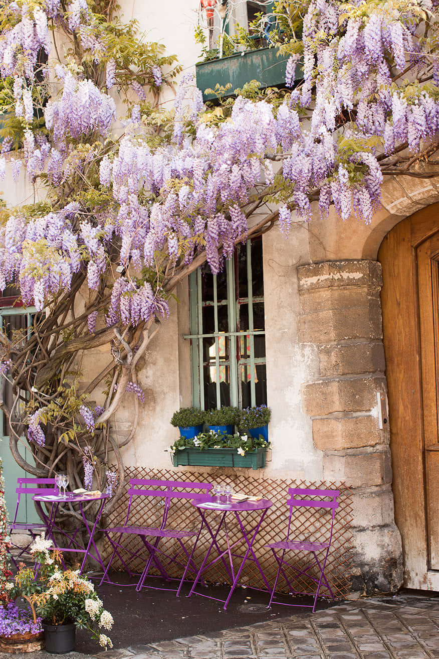 wisteria, French cafe setting, stone building, HD Phone Wallpaper