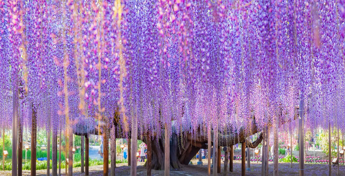 wisteria tunnel, purple blooms, sunlit garden path, SD Desktop Wallpaper