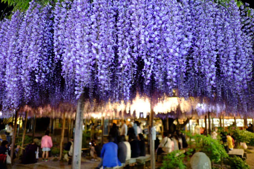 wisteria, night, vibrant purple wisteria blooms, SD Desktop Wallpaper