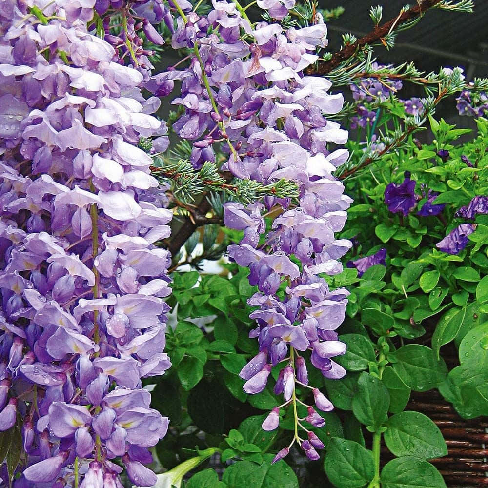 wisteria, purple wisteria blooms, dew, SD Desktop Wallpaper