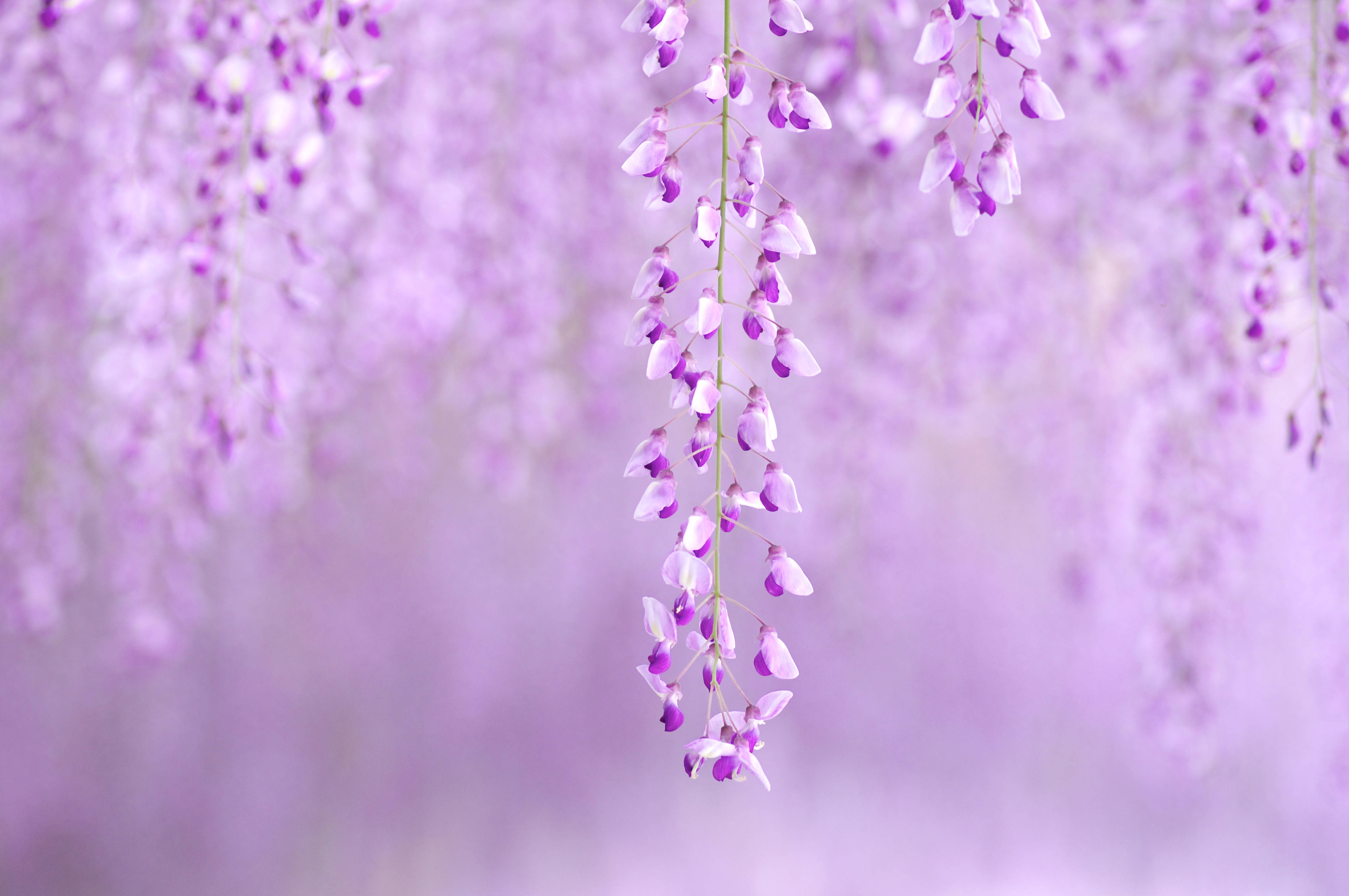 Wisteria, purple wisteria blossoms, lavender backdrop, 4K Desktop Wallpaper