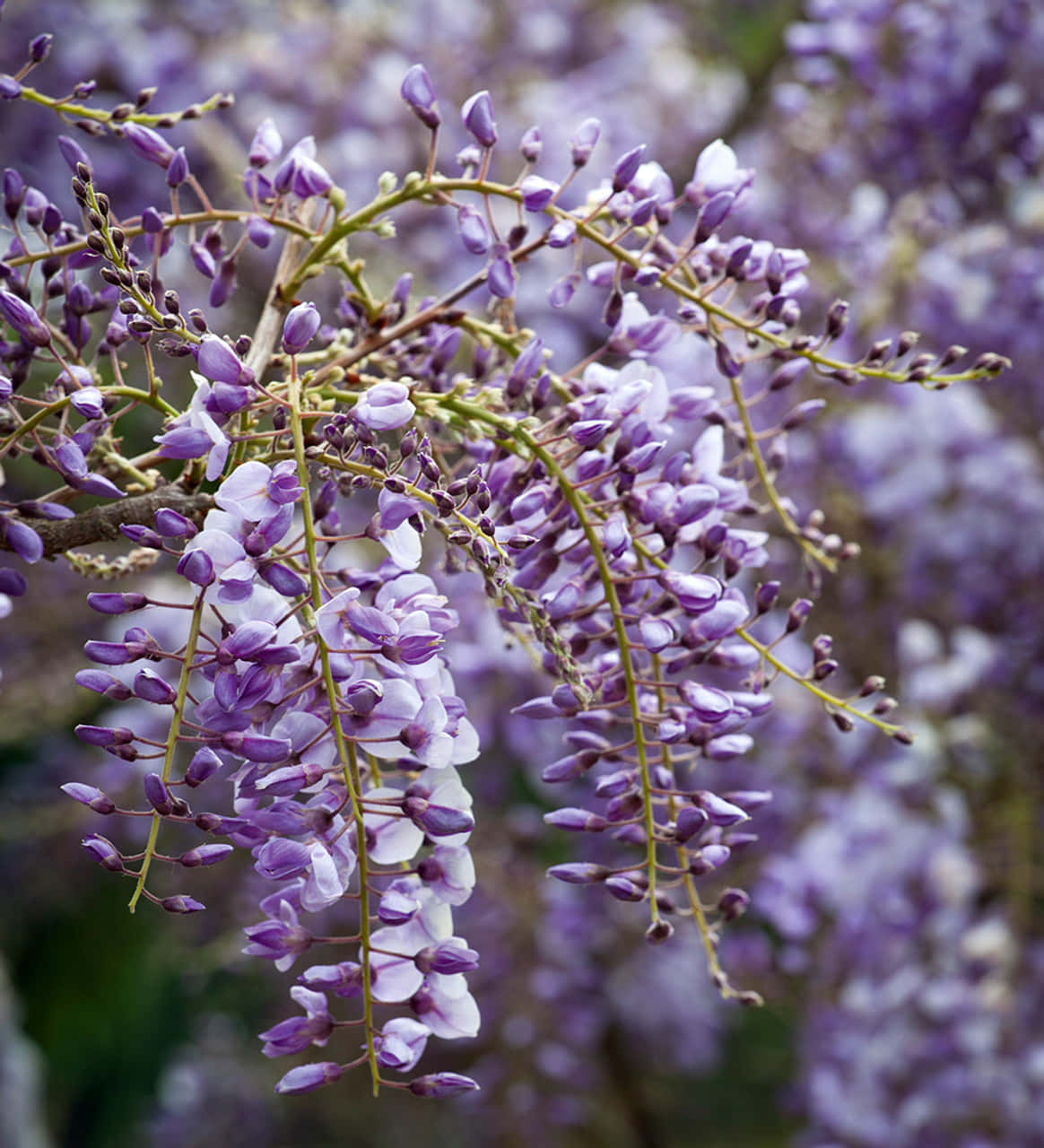 wisteria, soft purple, white, HD Phone Wallpaper