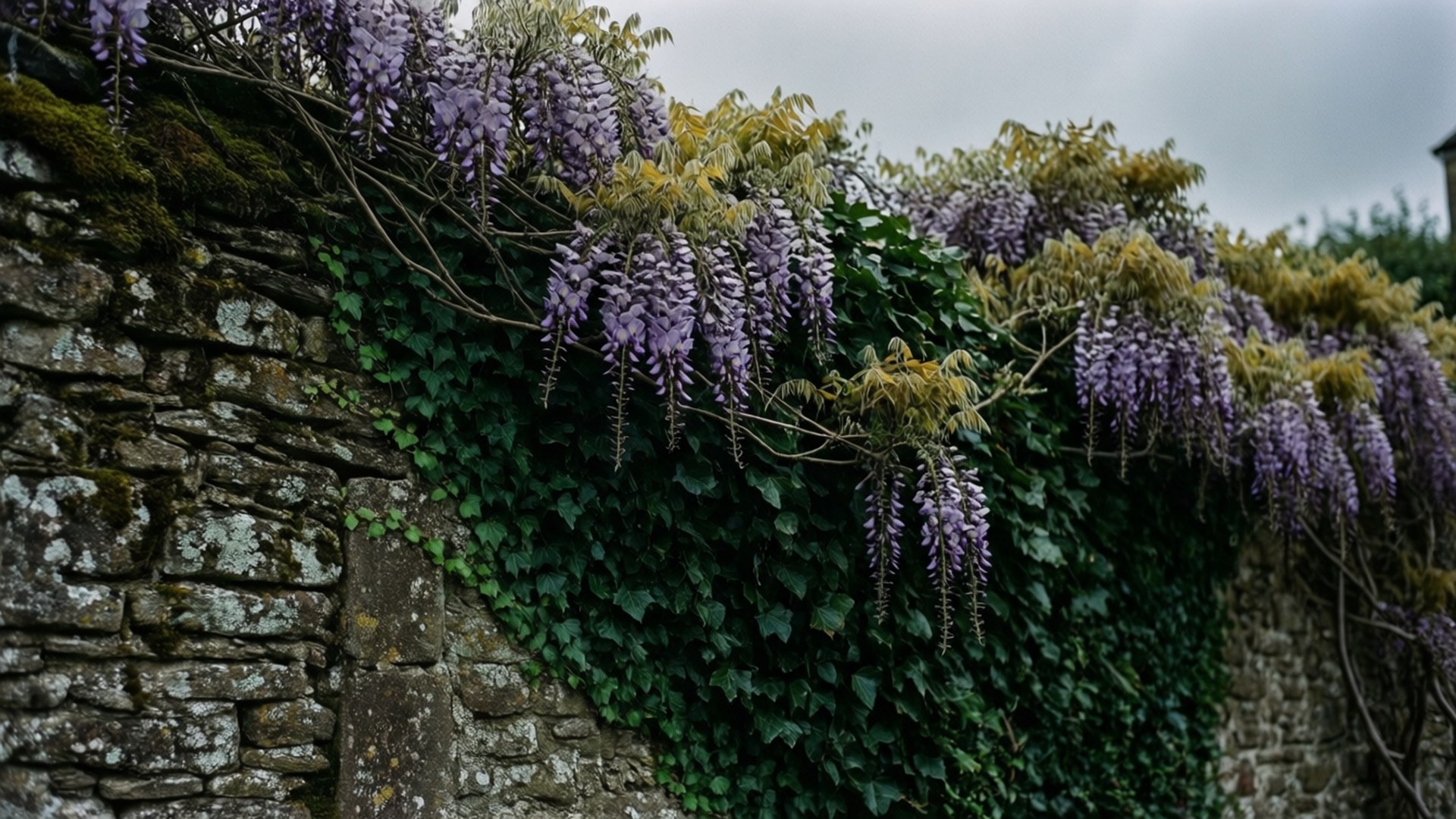 stone wall, wisteria, mossy, Full HD Desktop Wallpaper