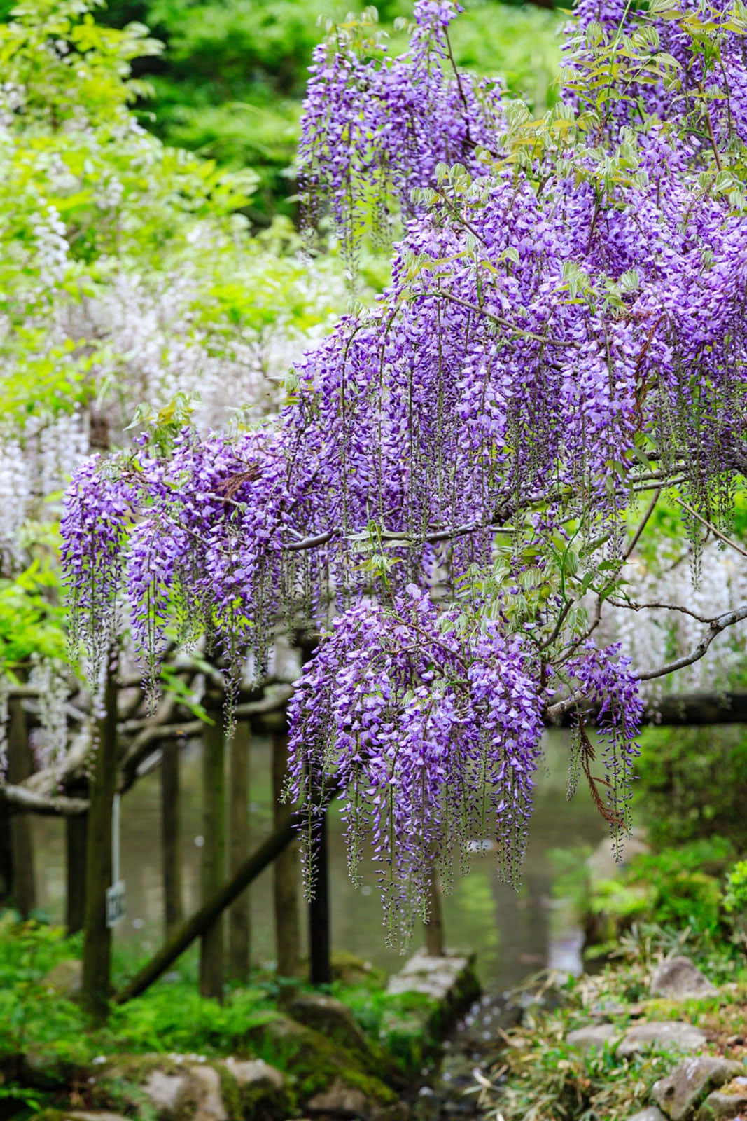 blooming wisteria, wooden fence, mossy stream, HD Phone Wallpaper