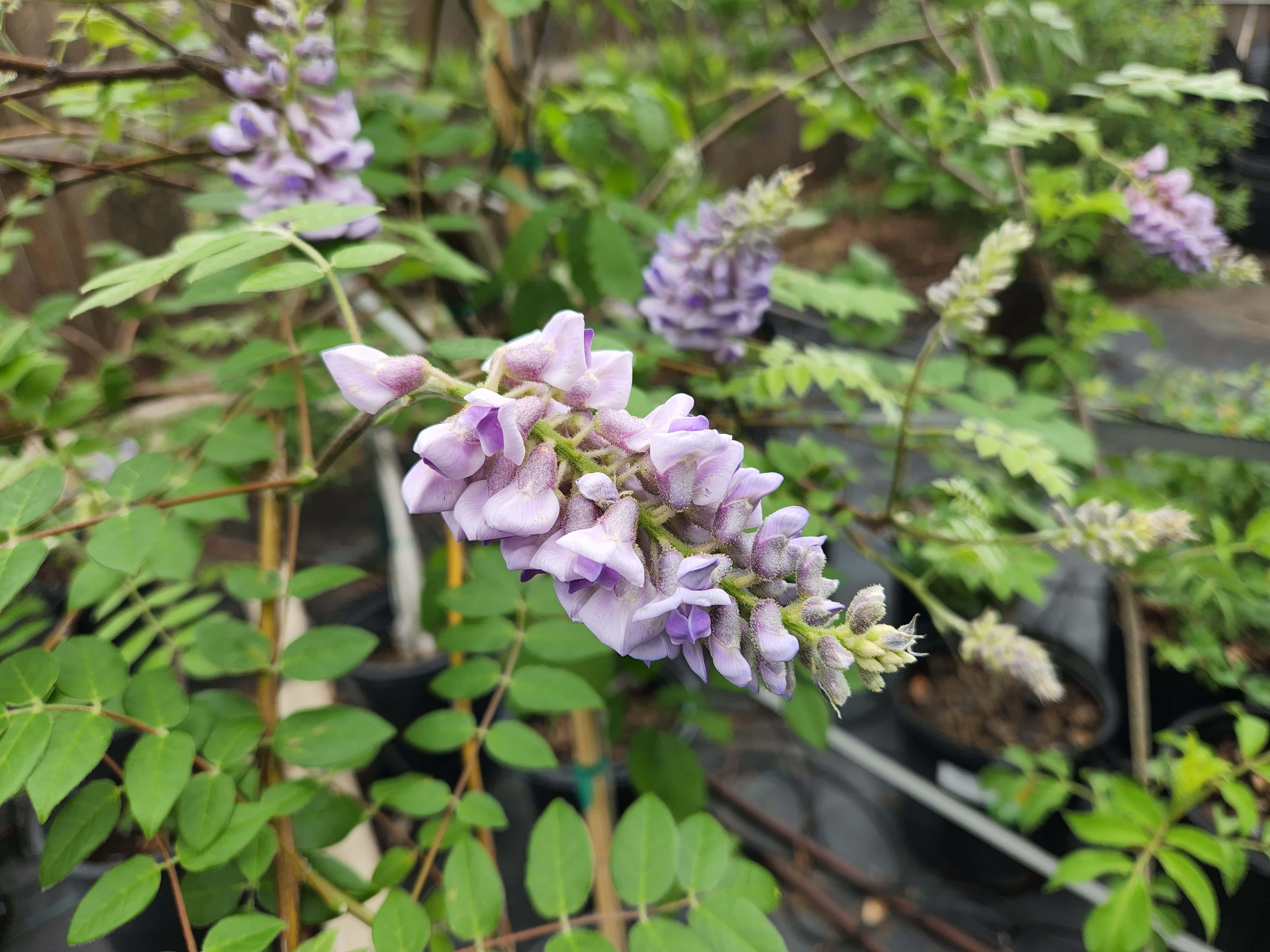 Wisteria, purple wisteria blooms, vibrant green leaves, 4K Desktop Wallpaper