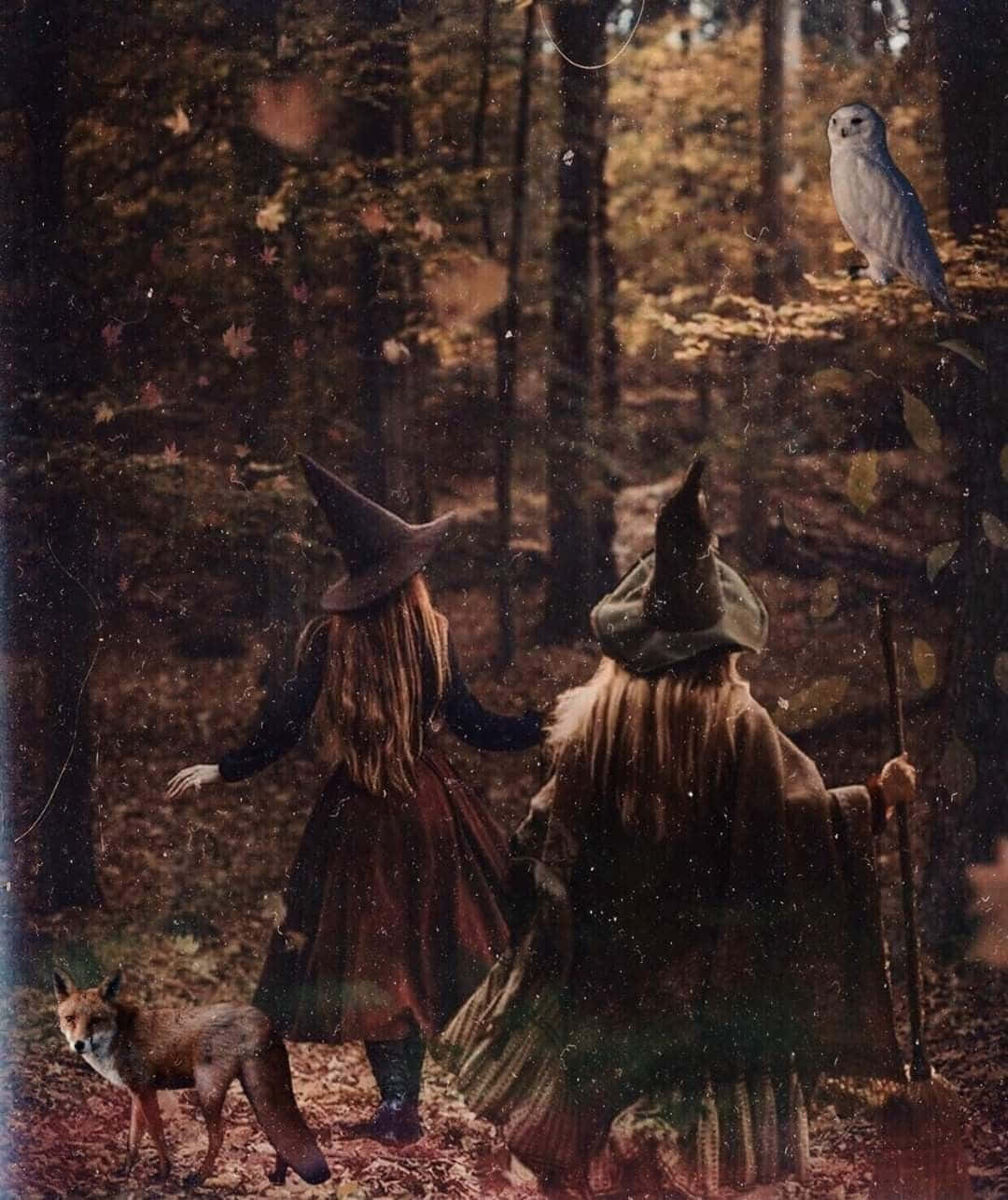 Witch, pointed hats, misty autumn forest, HD Phone Wallpaper