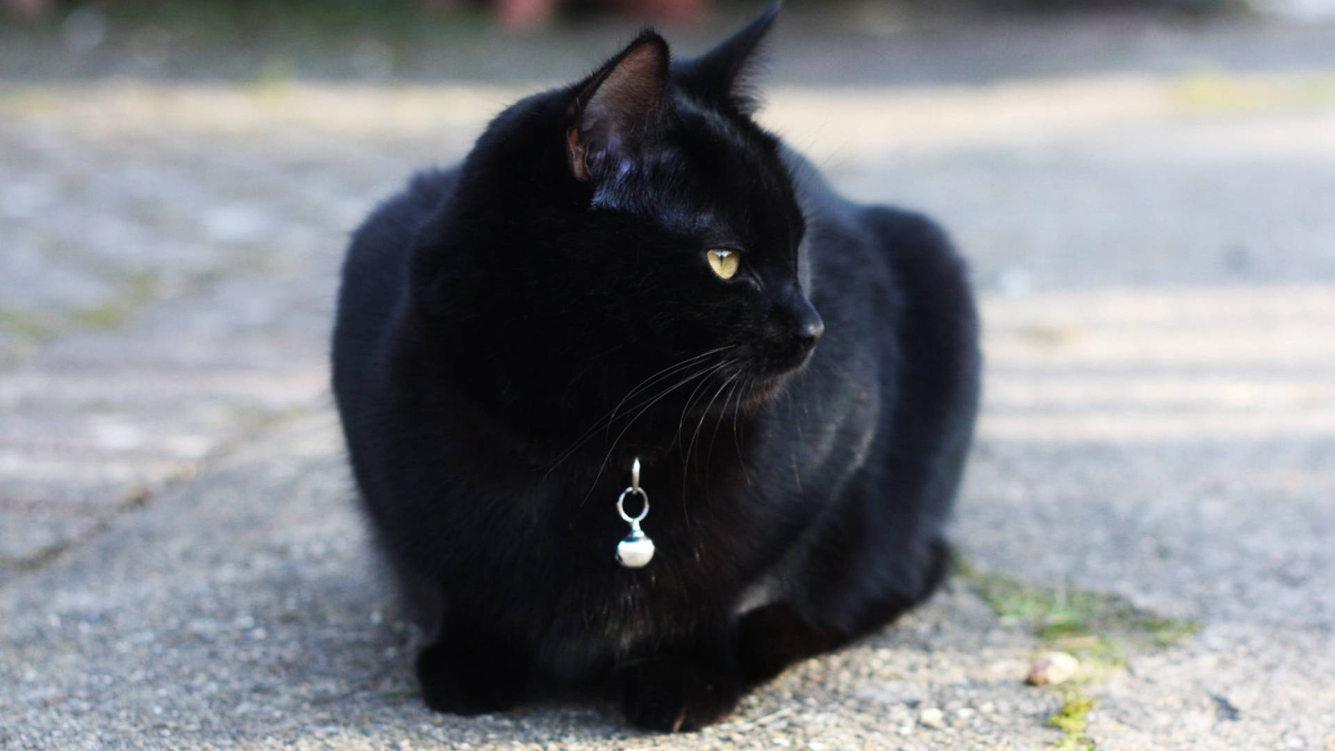 Witchy, black cat, glowing yellow eyes, Full HD Desktop Wallpaper