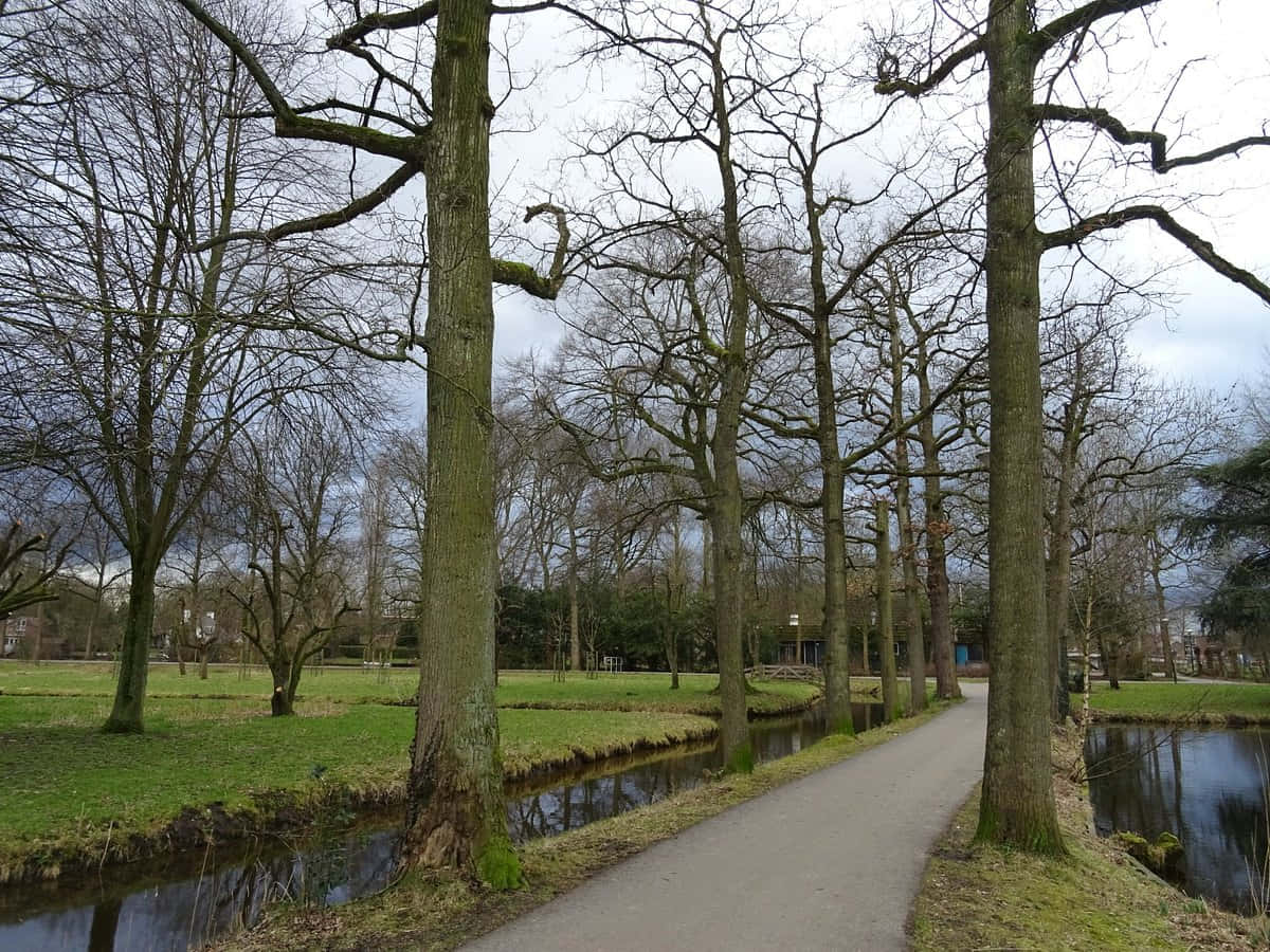 Woerden, park pathway, winter, SD Desktop Wallpaper