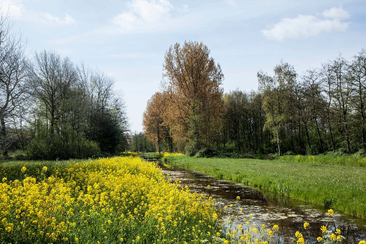 Woerden, countryside, winding creek, SD Desktop Wallpaper