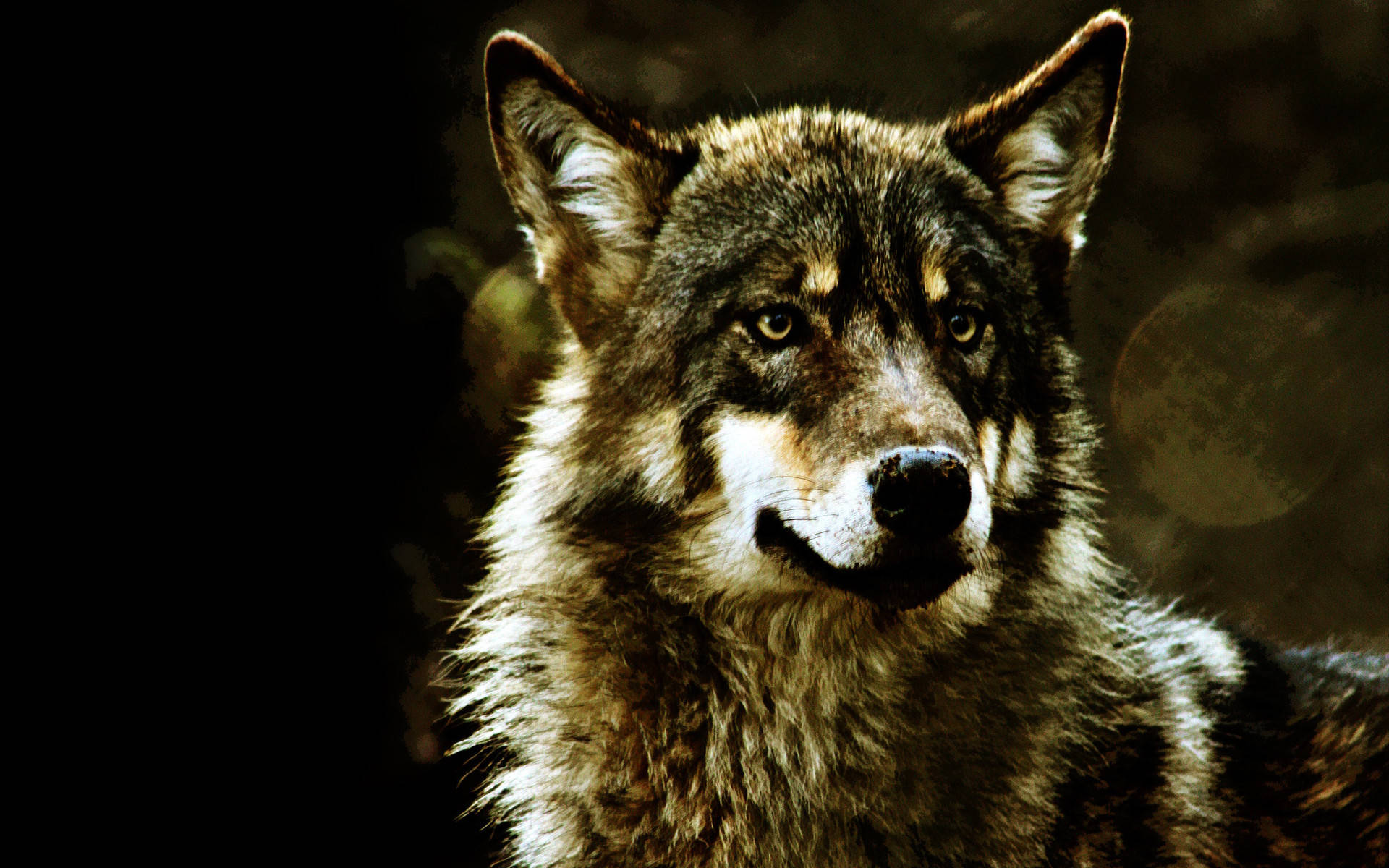 wolf, piercing yellow eyes, thick gray fur, Full HD Desktop Wallpaper