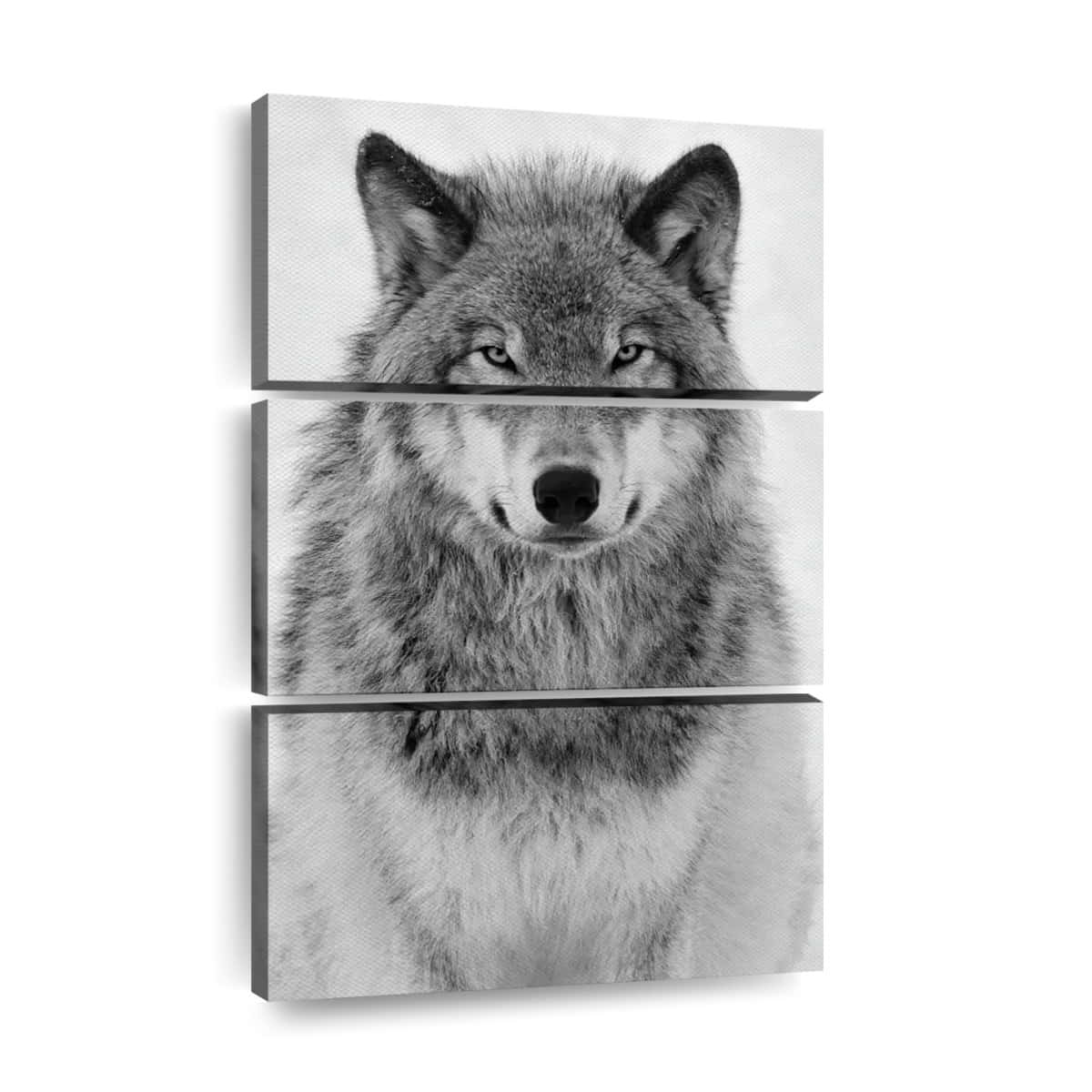 wolf, black and white, triptych portrait, SD Desktop Wallpaper